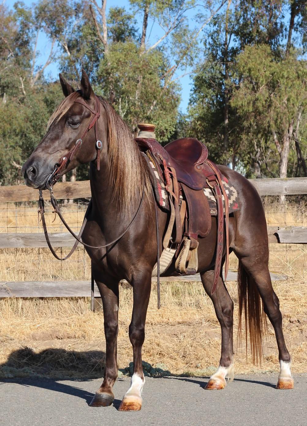 CB Ranch | Sacramento CA