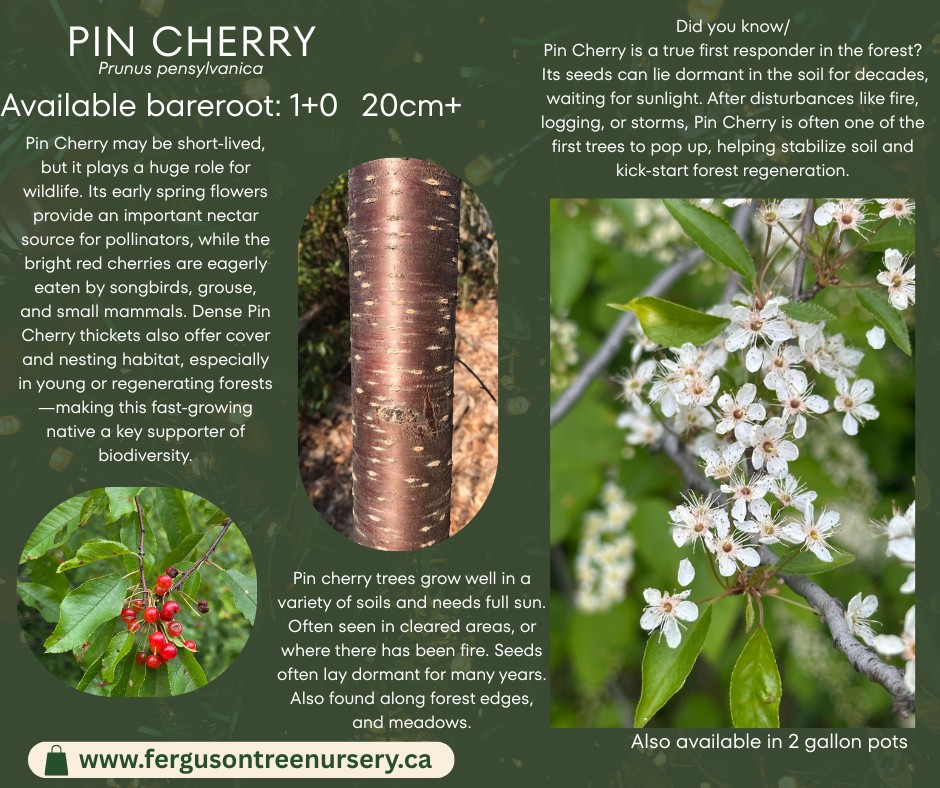 🌿 Species Spotlight: Smooth... - Ferguson Tree Nursery | Facebook