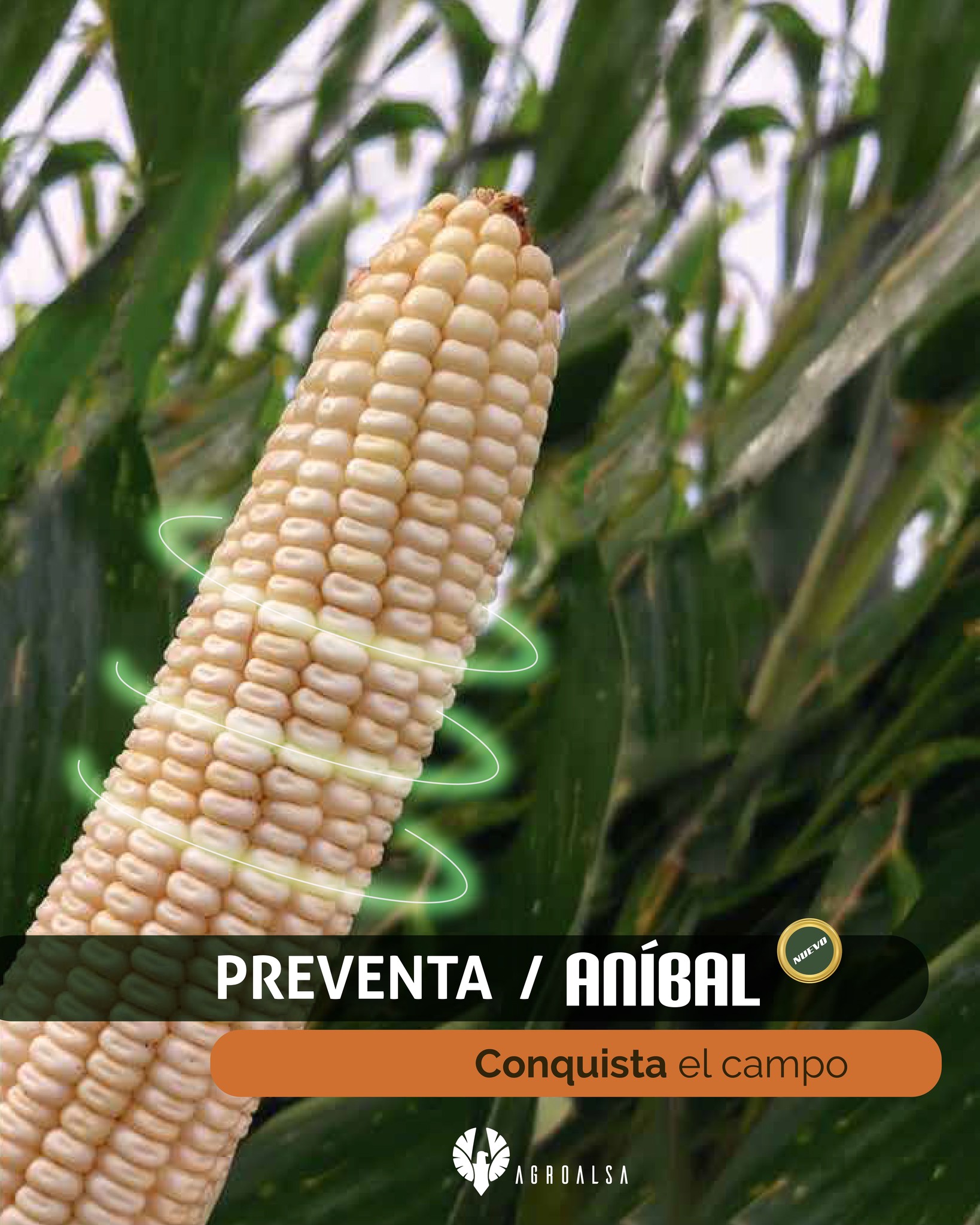 Agroalsa - Cuéntas con un invernadero y quieres mejorar el crecimiento ...