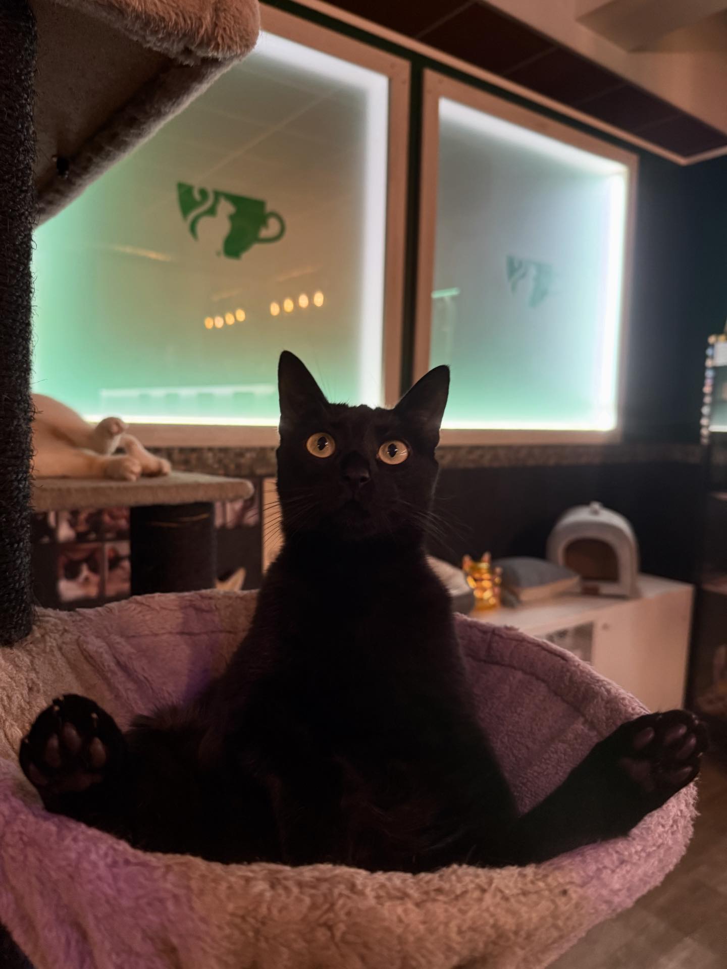 das-katzencaf-cat-n-coffee-klagenfurt