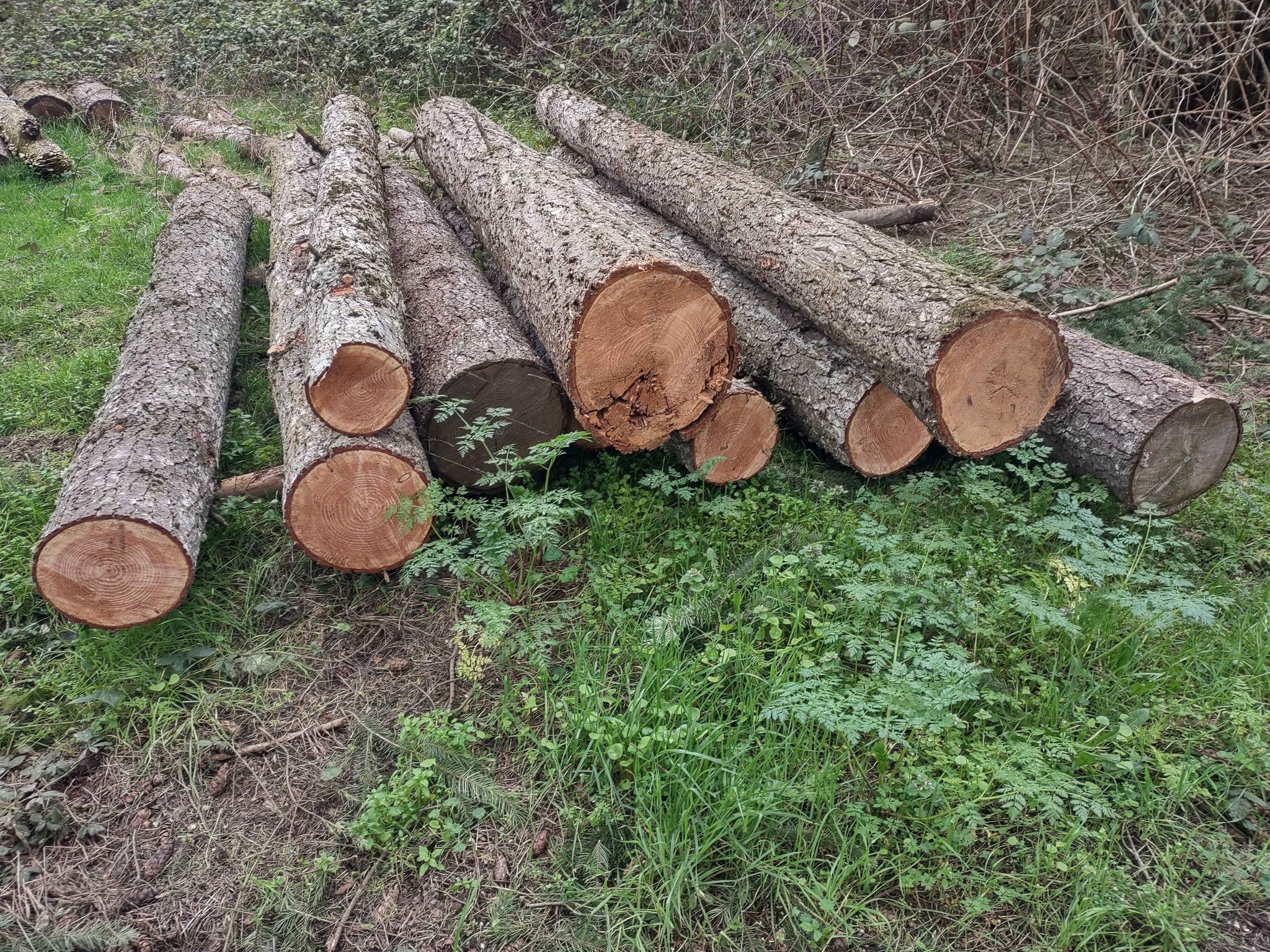 Fir logs or rounds - Landscaping Materials - Molalla, Oregon | Facebook ...