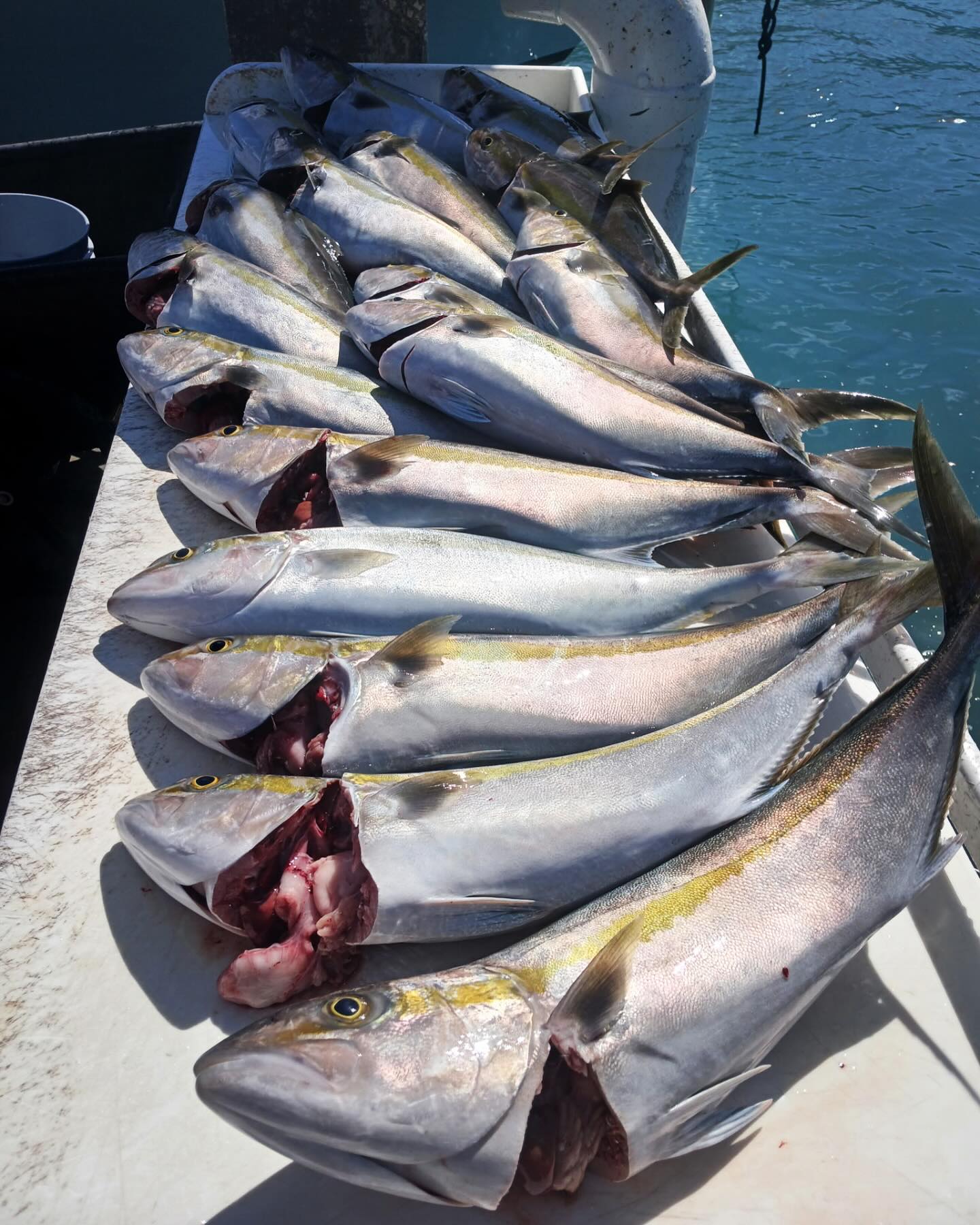 🎣 Great Banded Rudderfish... - Black Dog Fishing Charters | Facebook