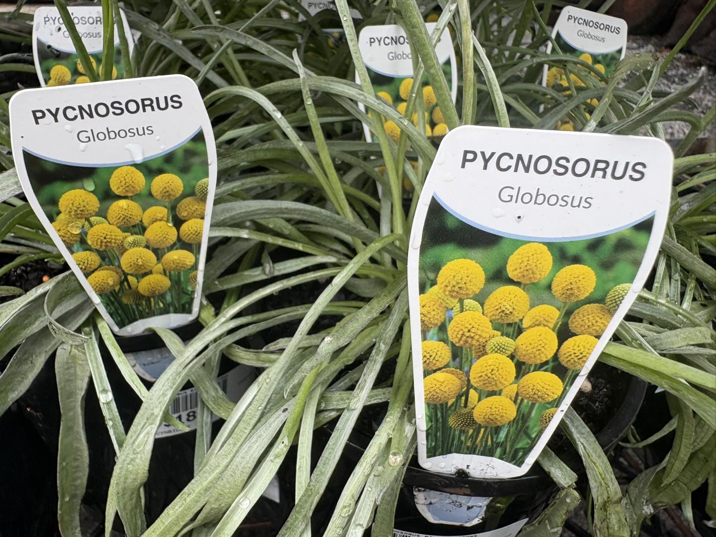 Stoneman's Garden Centre added... - Stoneman's Garden Centre