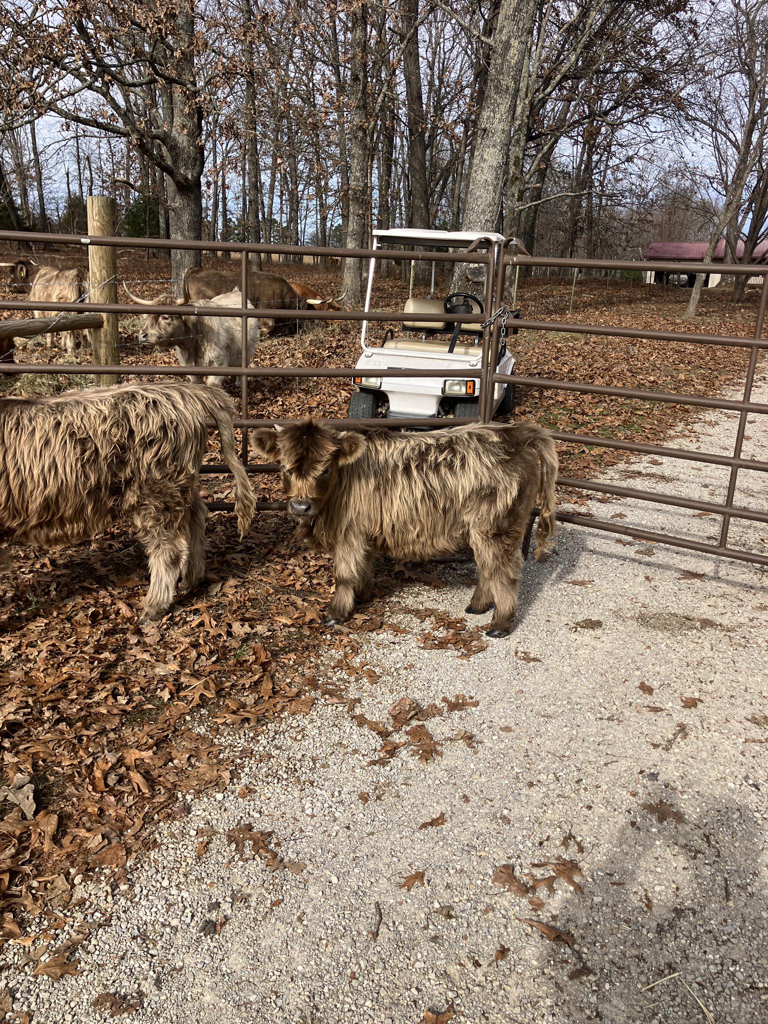 Snyder Ranch - Miniature Highlanders
