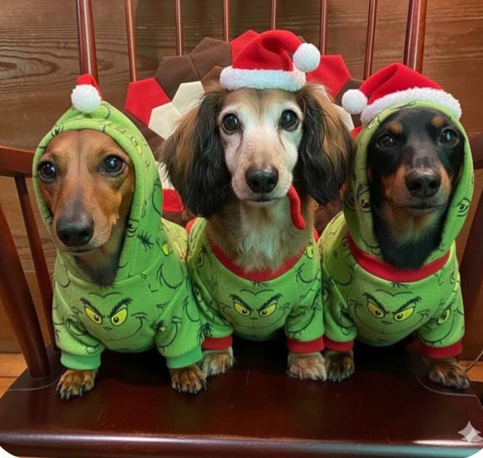 dachshund dressed up for christmas Dachshunds as Grinches in jammies christmas sausage dog