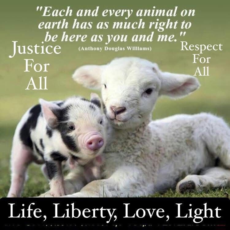 Anthony Douglas Williams Speaks... - Sentient Rights Ireland | Facebook