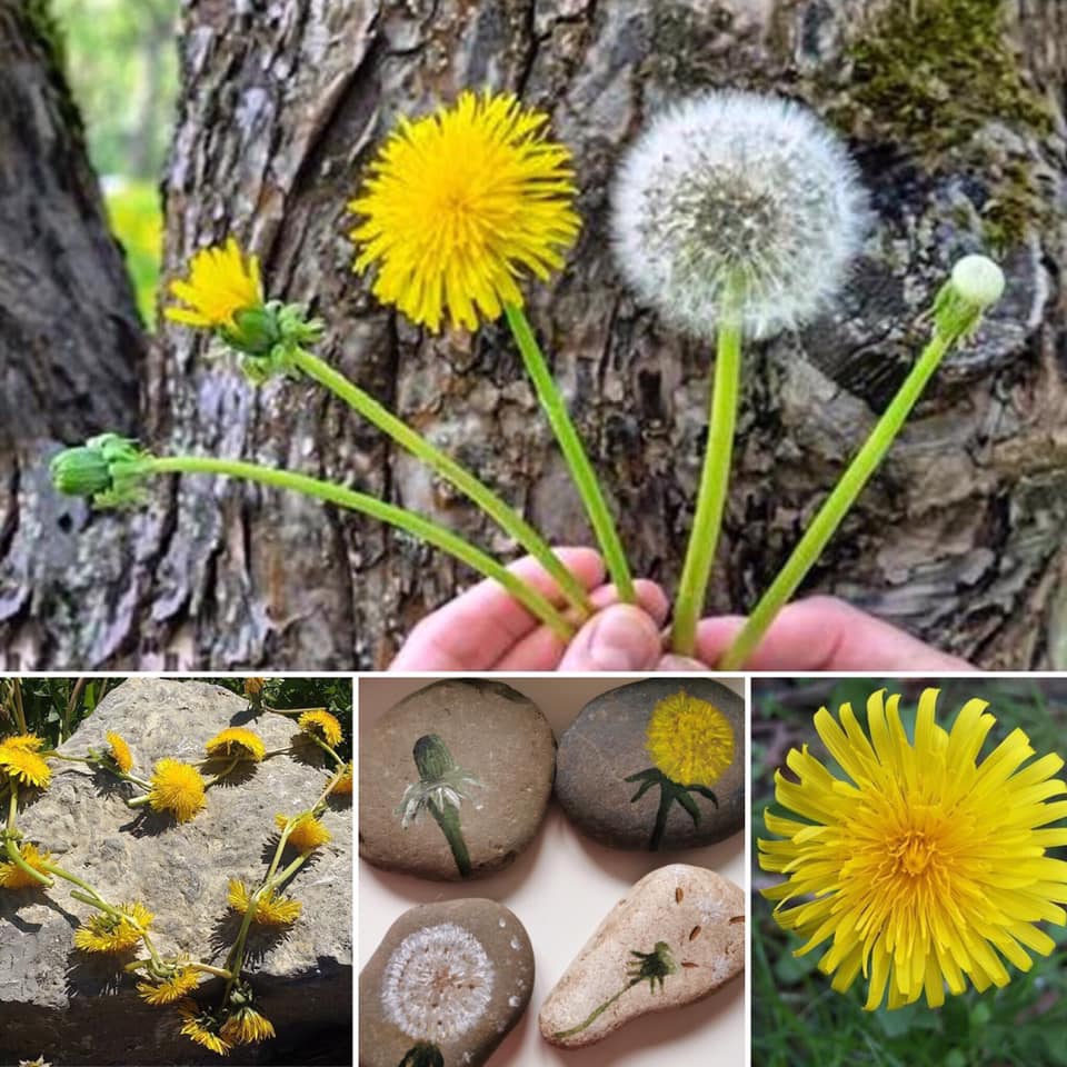 Blackpool Park Rangers - 🌼Dandelions🌼 💛Did you know that dandelions are ...