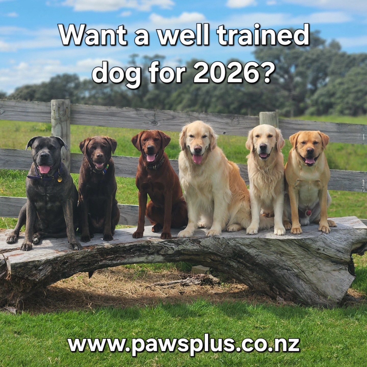 Paws Plus Ltd Canine Training & Behaviour | Auckland