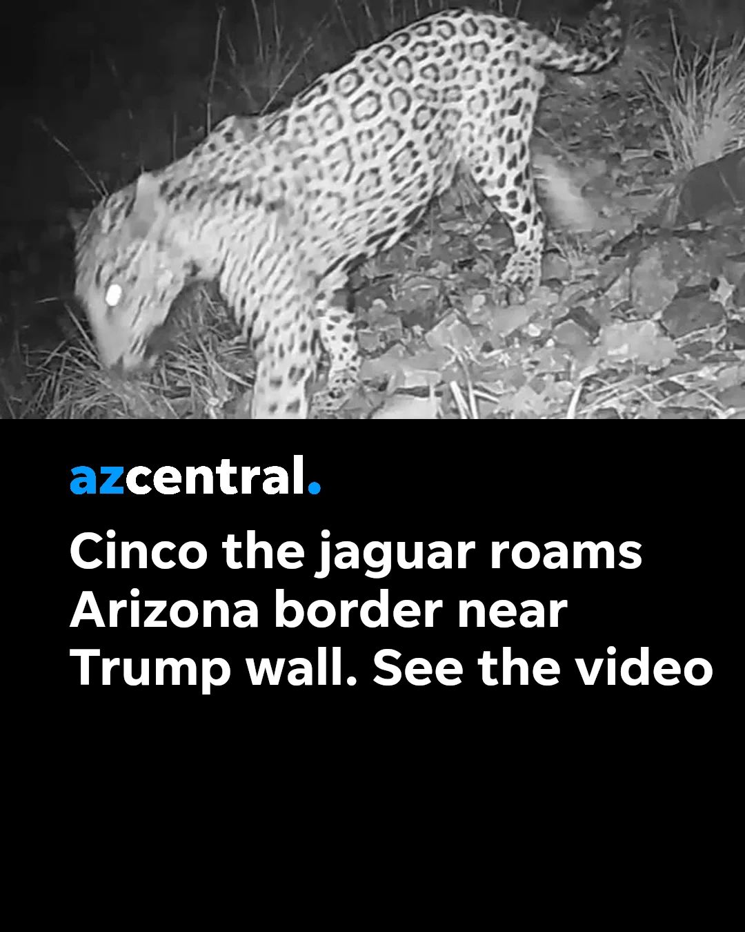 An endangered jaguar nicknamed Cinco showed up on trail camera