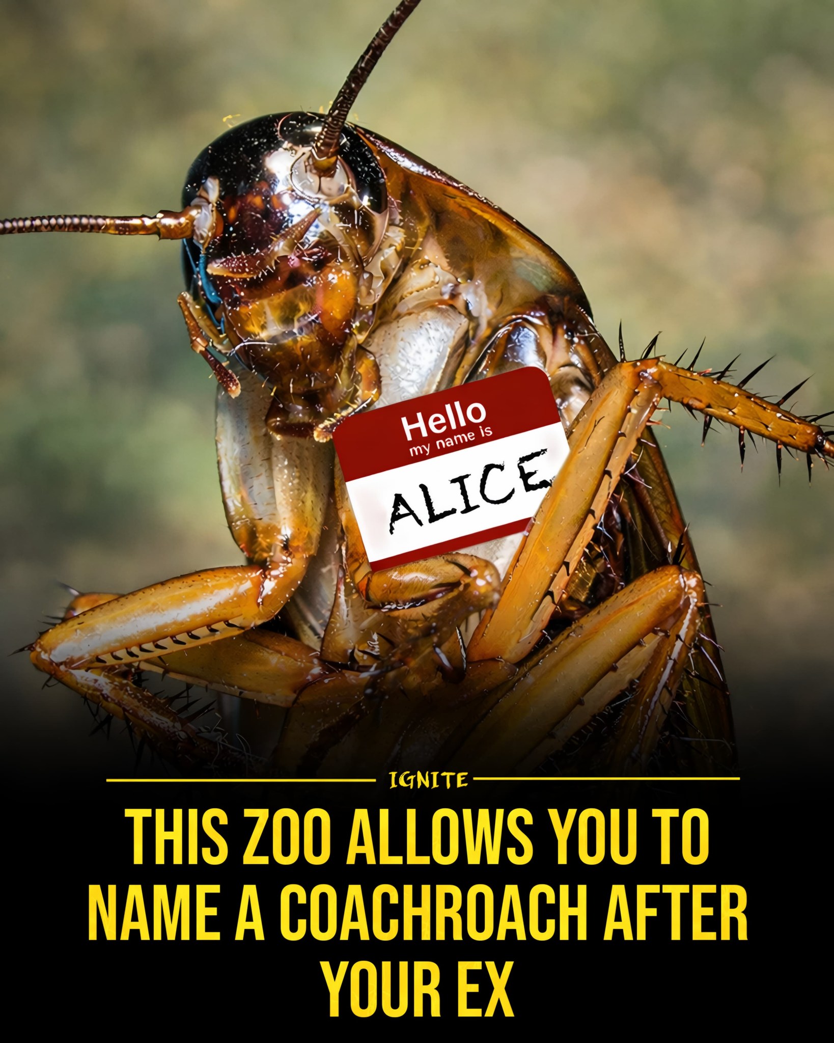 Ignite - This is both savage and hilarious 🤣🪳 San Antonio Zoo has ...
