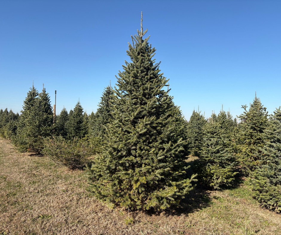 Kris Kringle's Tree Farm | Cedar Falls IA