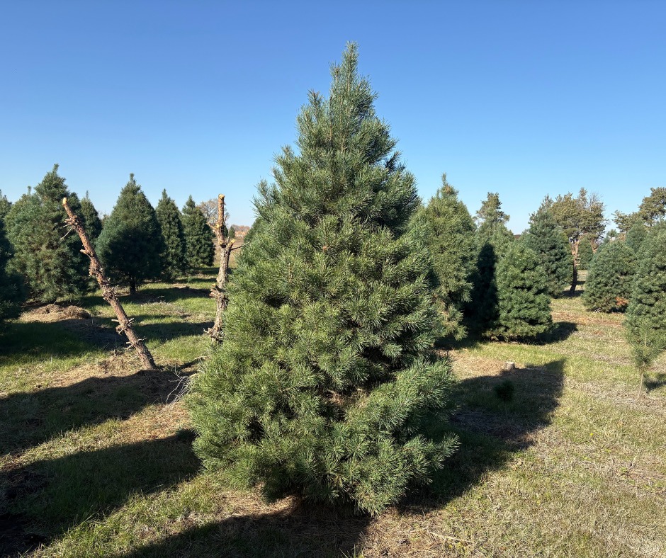 Kris Kringle's Tree Farm | Cedar Falls IA