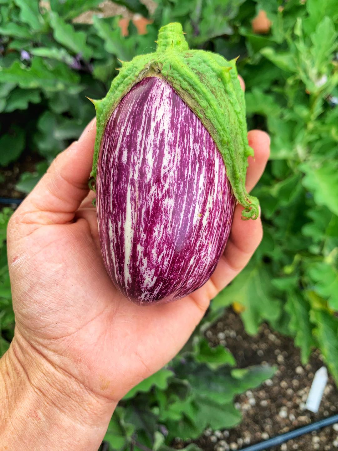 The garden is exploding!... - Big Spoon Homestead LLC