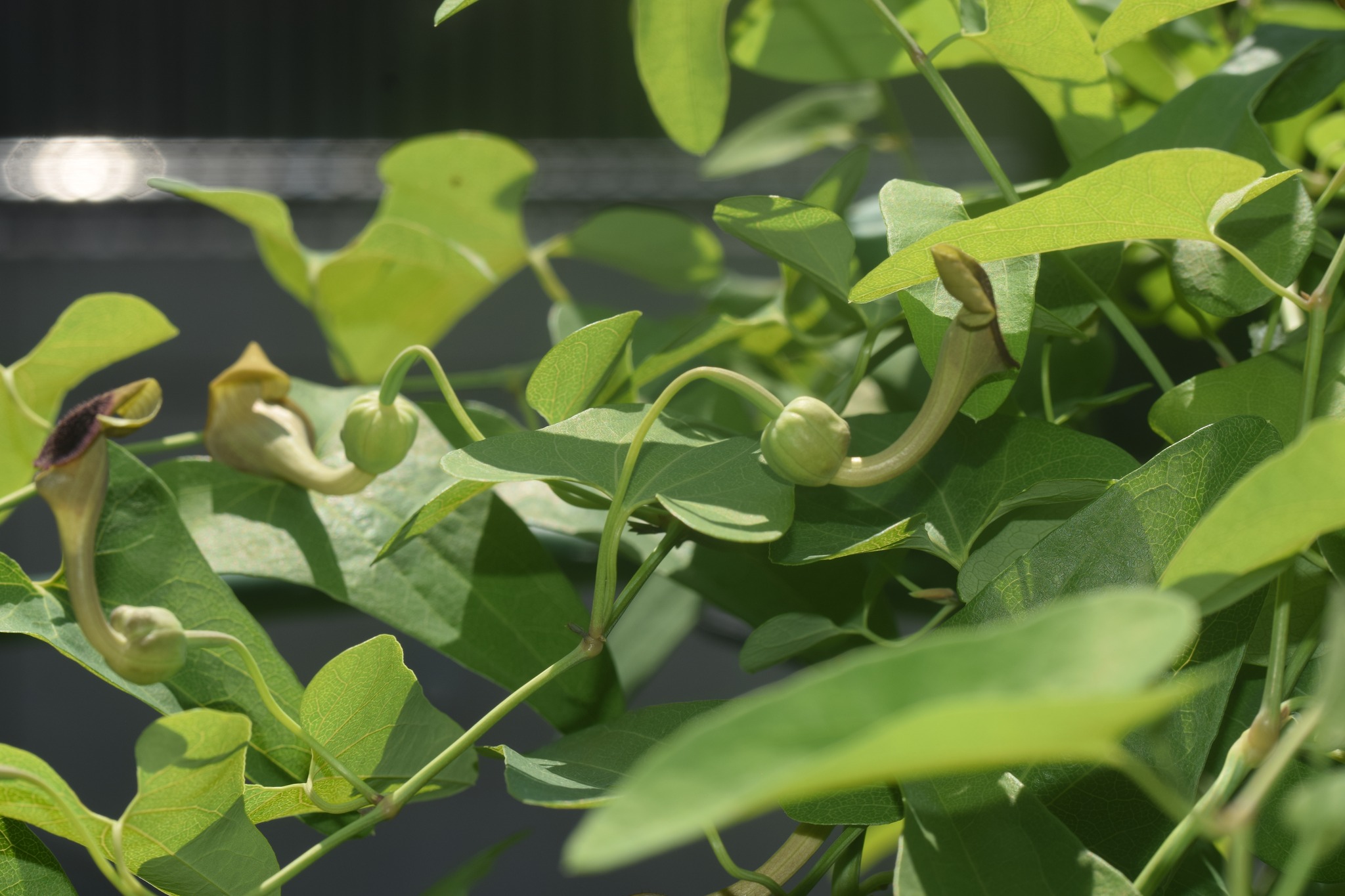 ウマノスズクサ」 サキソフォンの花に似た花 葉や茎はジャコウアゲハの