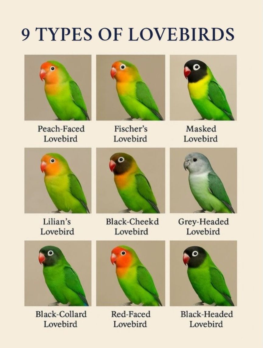 9 Types of Lovebirds #birds #birdlovers