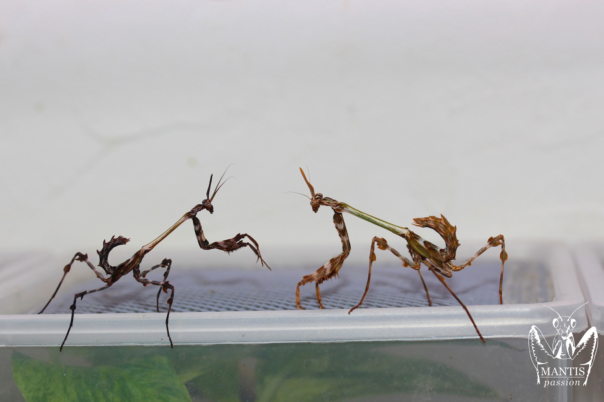 Mantis - Stagmatoptera supplicaria sub adult male, they can get such ...
