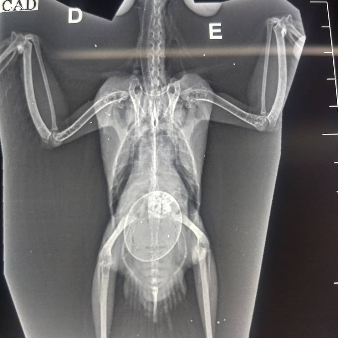 Calopsita com retenção... - Hospital Veterinário Birds & Cia