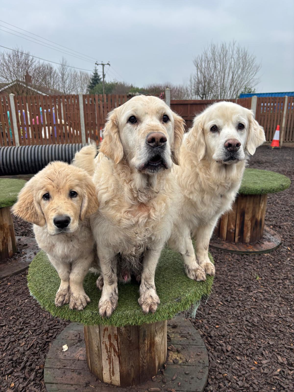 Paws Doggy Day Care centre... - Paws Doggy Day Care centre