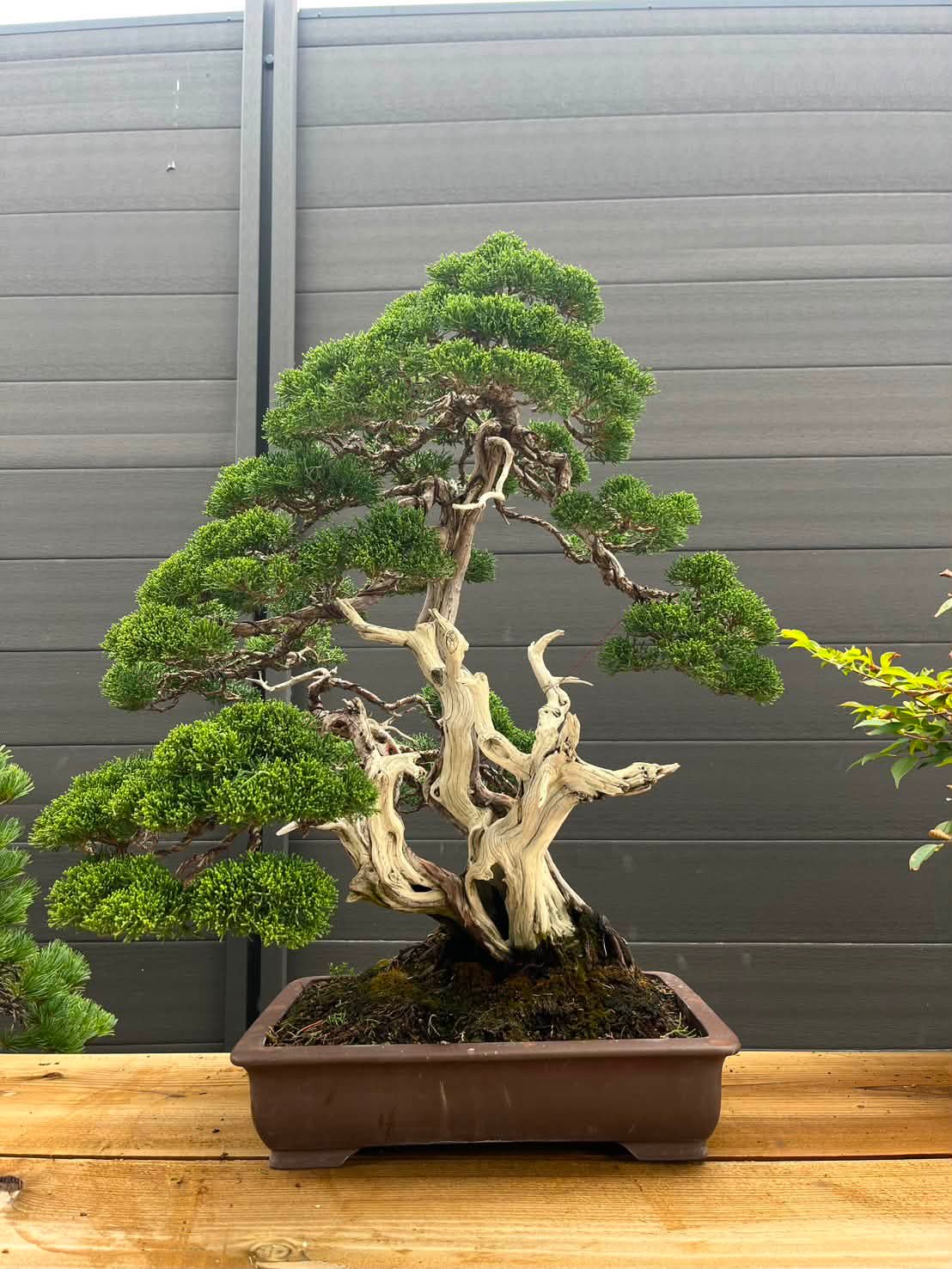 日本盆栽協同組合 Japan Bonsai Growers Cooperative | Taito-ku Tokyo