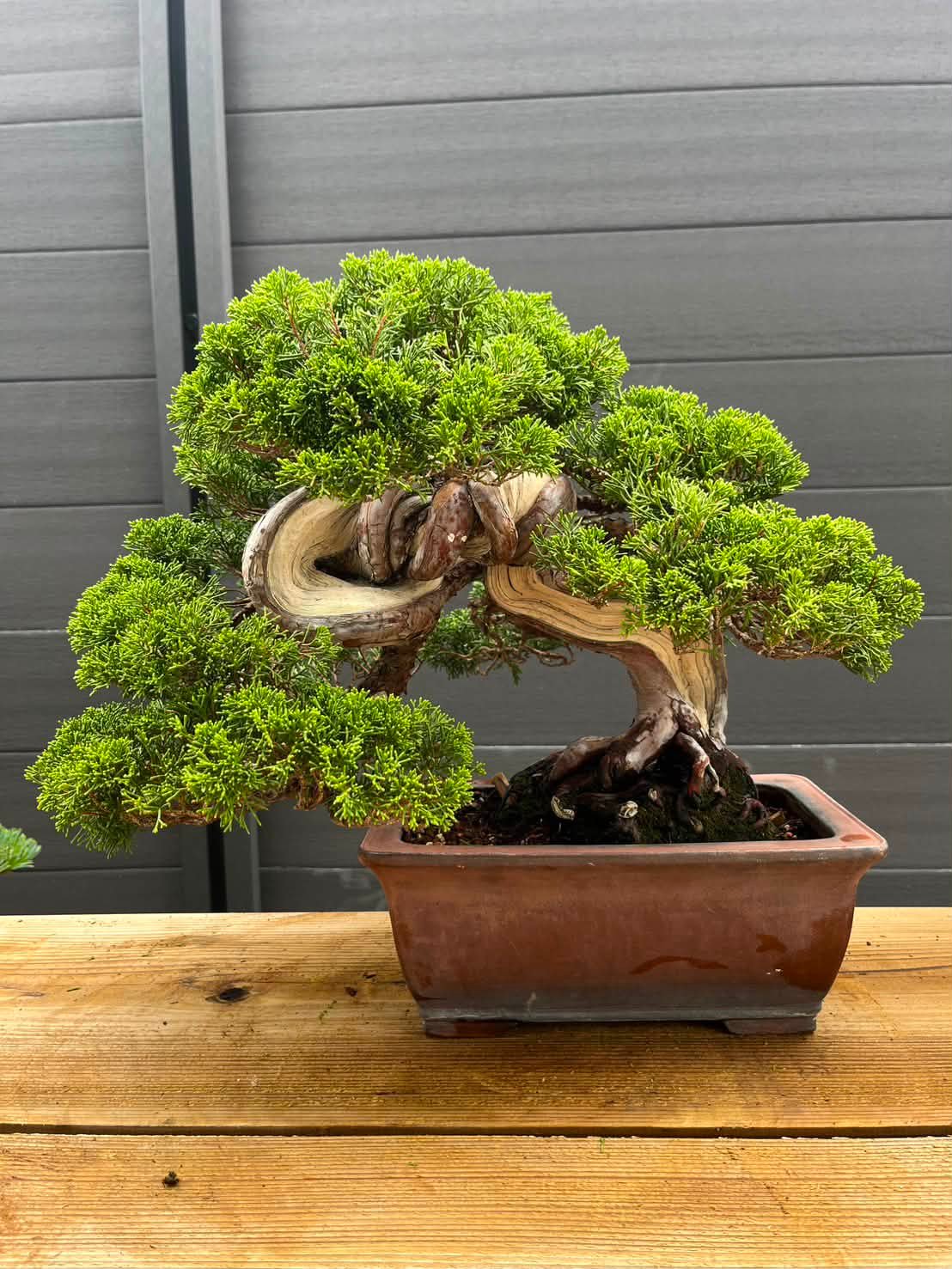 日本盆栽協同組合 Japan Bonsai Growers Cooperative | Taito-ku Tokyo