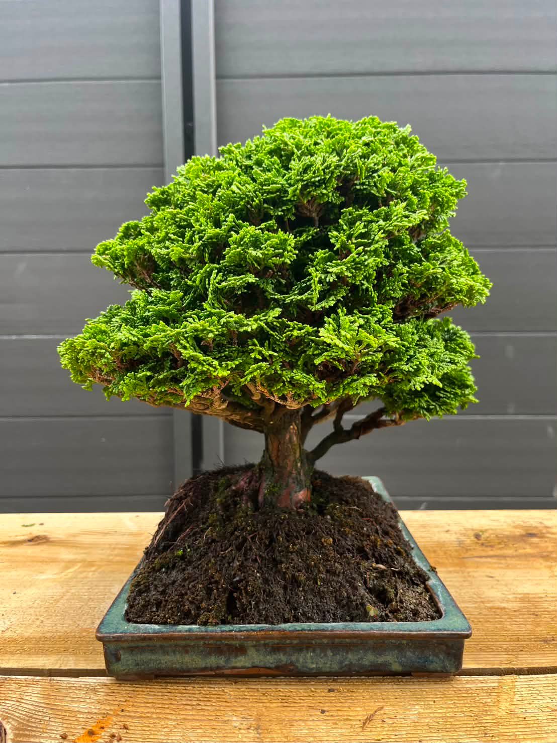 水曜会-日本盆栽協同組合盆栽交換会 Suiyokai-Nippon Bonsai Growers