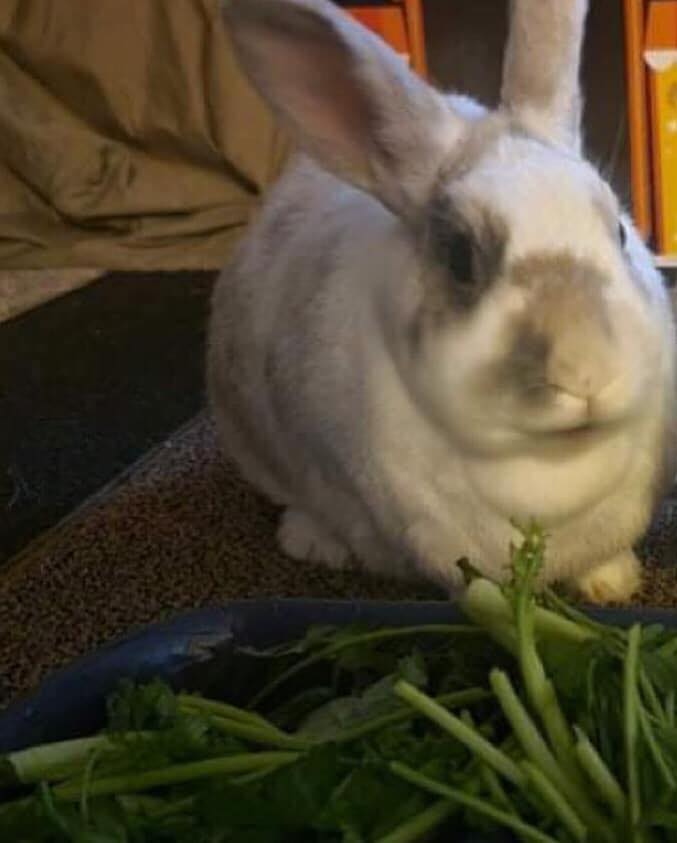 Max Rabbits for sale