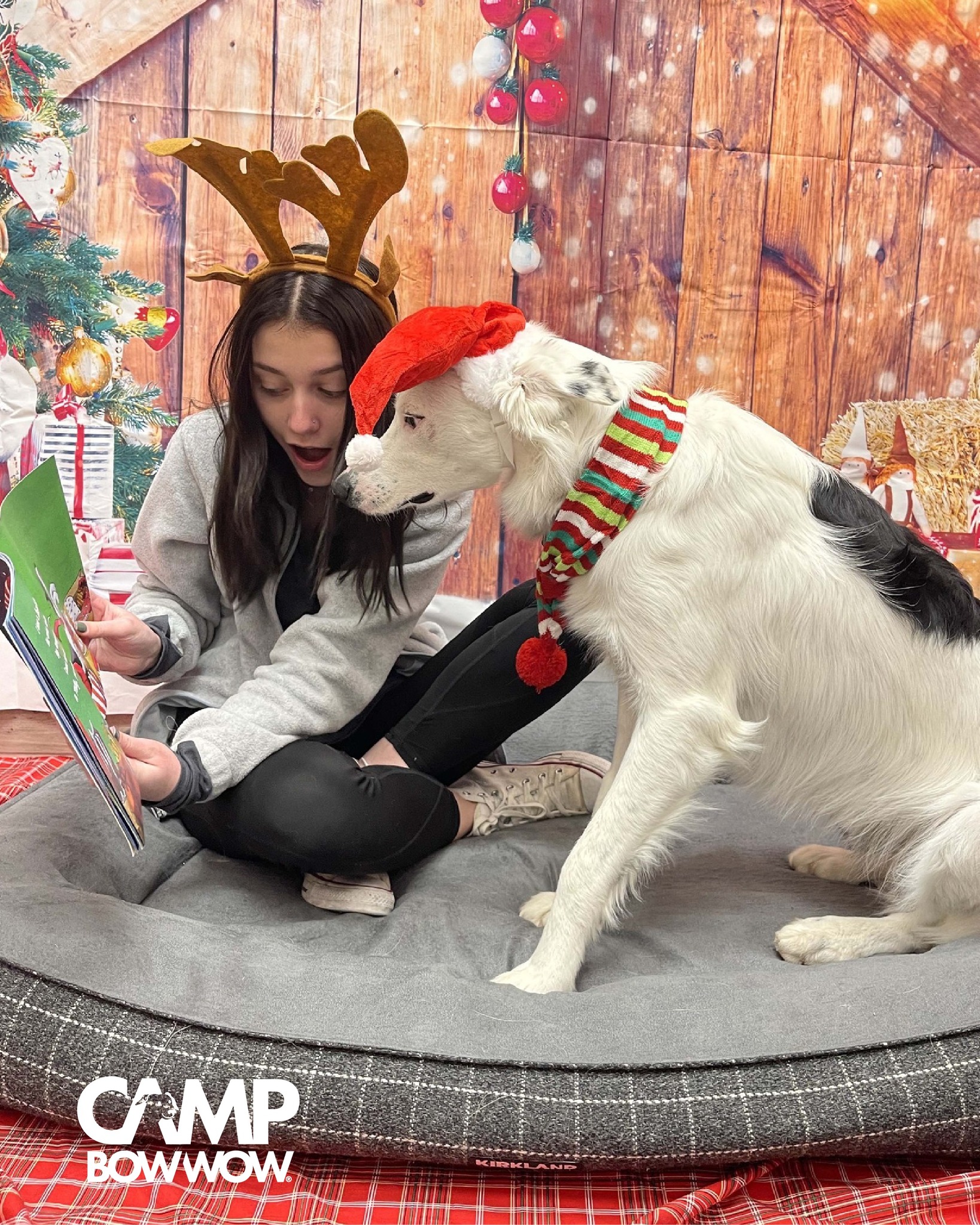 Best HD Pictures about  Camp Bow Wow Golden  - No AI Images