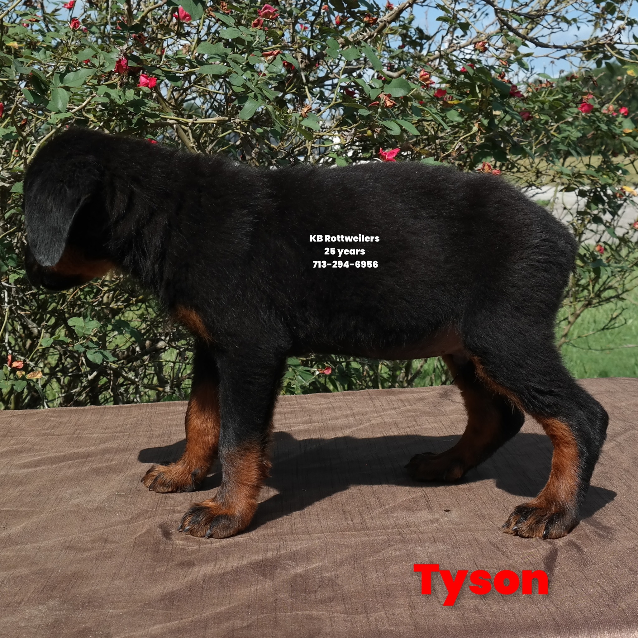 KB Rottweiler