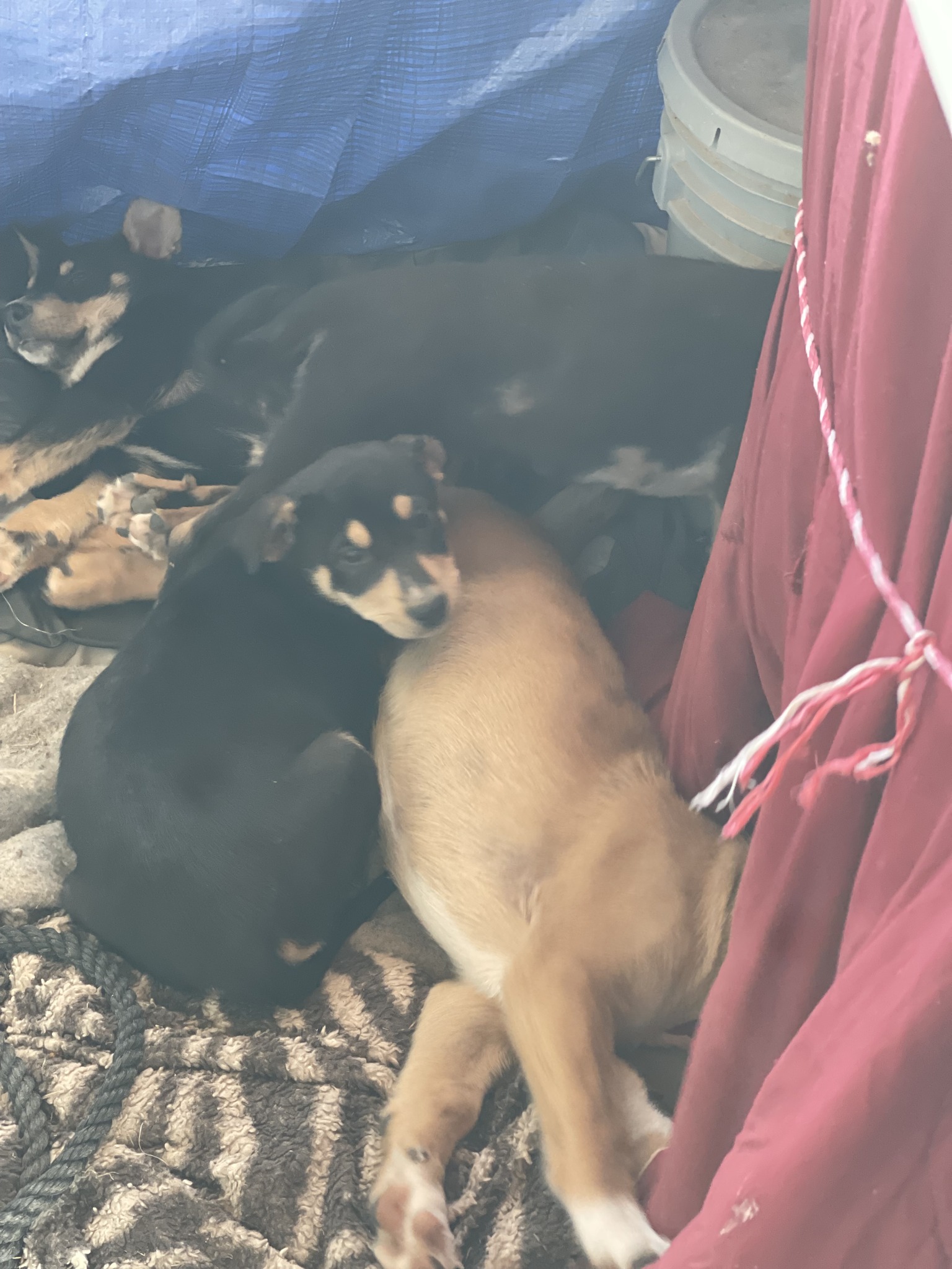 Puppies for adoption in Lorraine, Loraine, TX