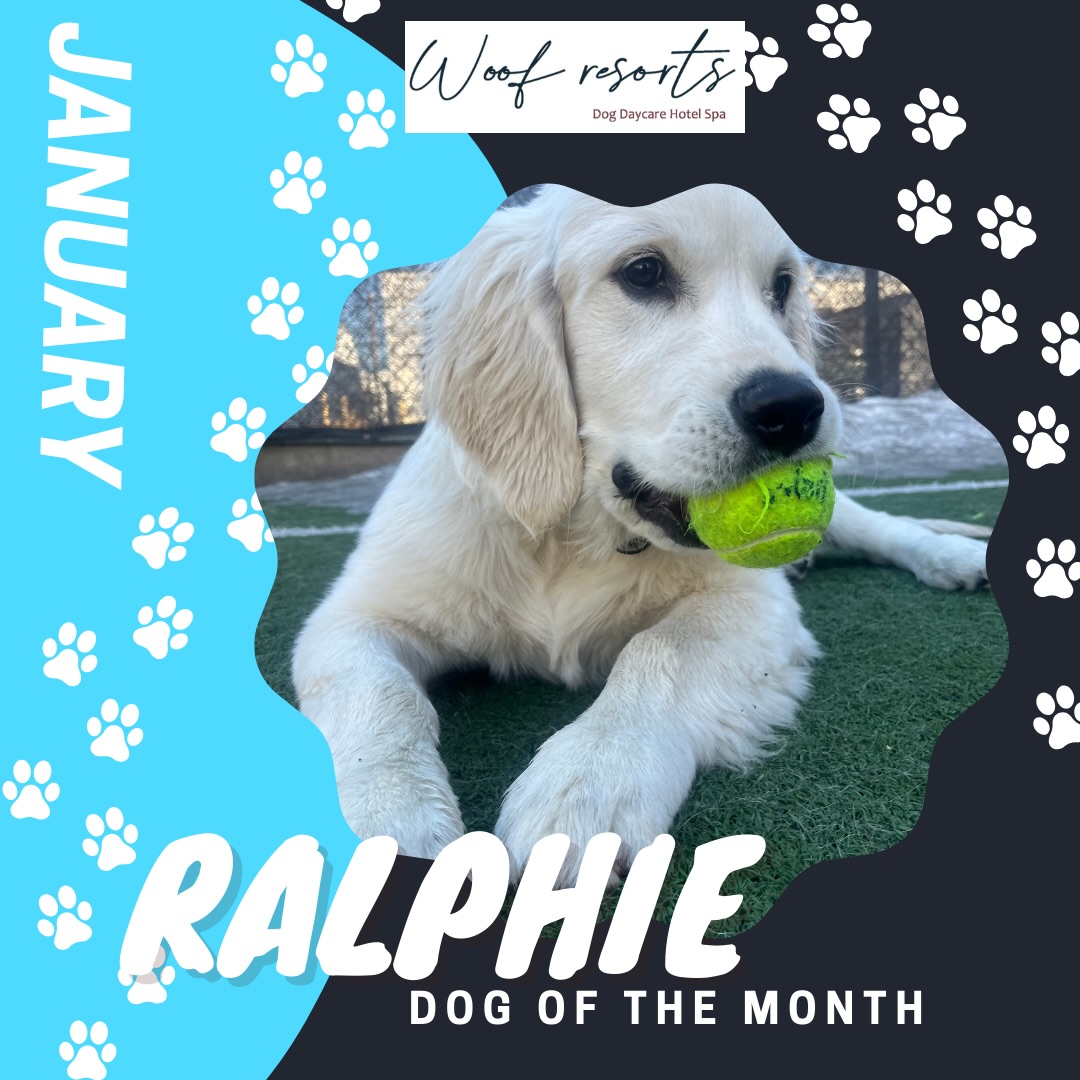 Woof - 🌟🐶 DOG OF THE MONTH: RALPHIE! 🐶🌟 Say hello to our handsome boy ...