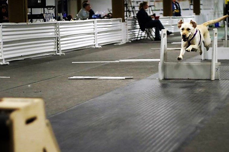 Twin - Ready to see what all the flyball hype is about? Our Beginner ...