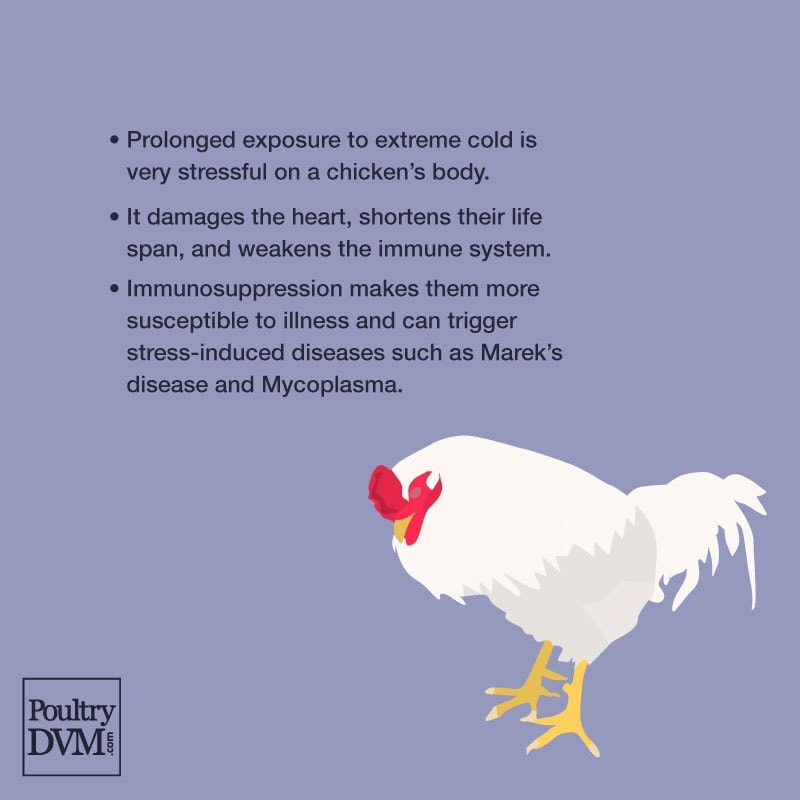 HATCH A CHICK | Kelowna BC - Frozen-Thawed Chick Disease Management And Prevention