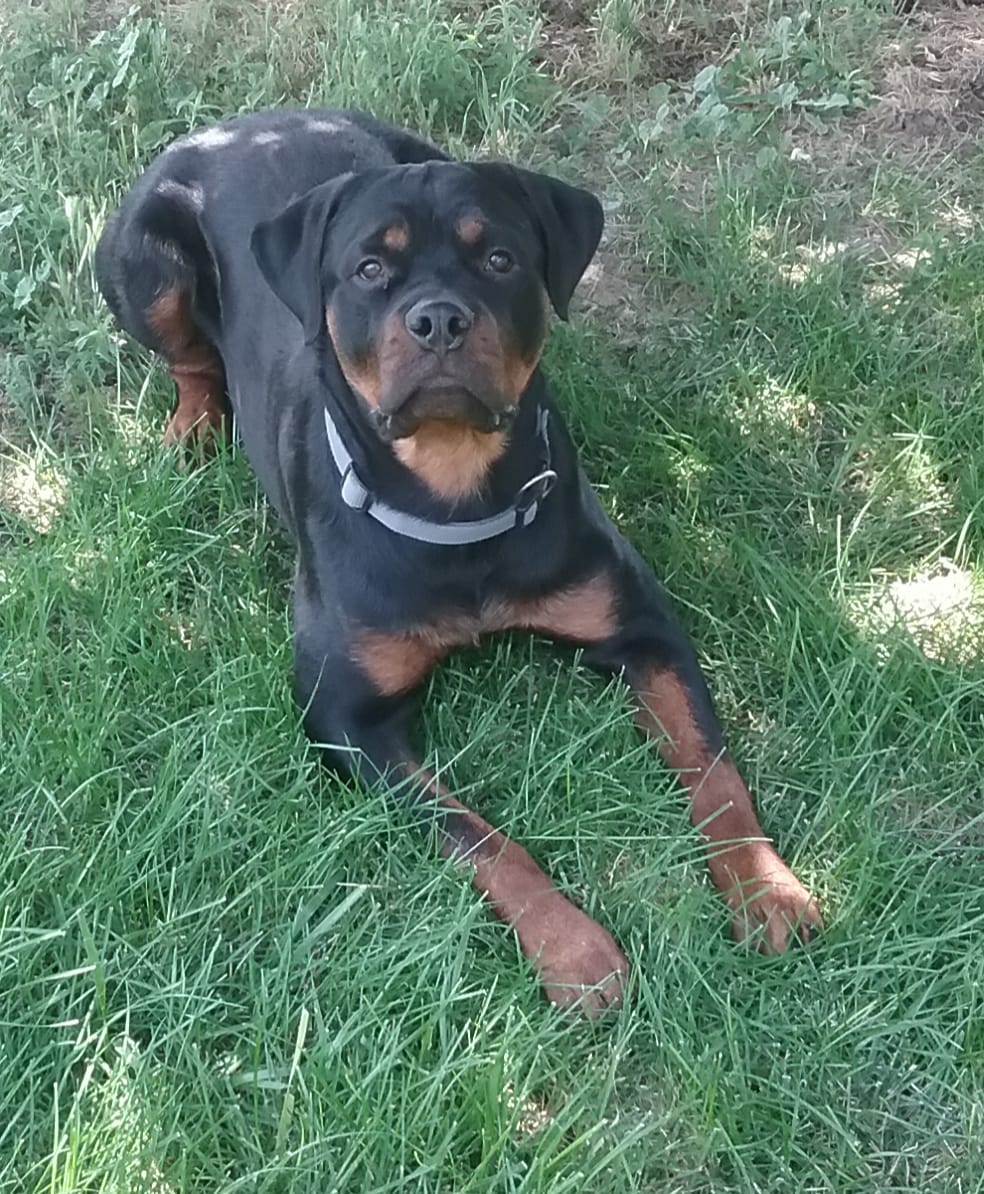 Our Milo is 1 year old today! - Stohler's German Rottweilers | Facebook