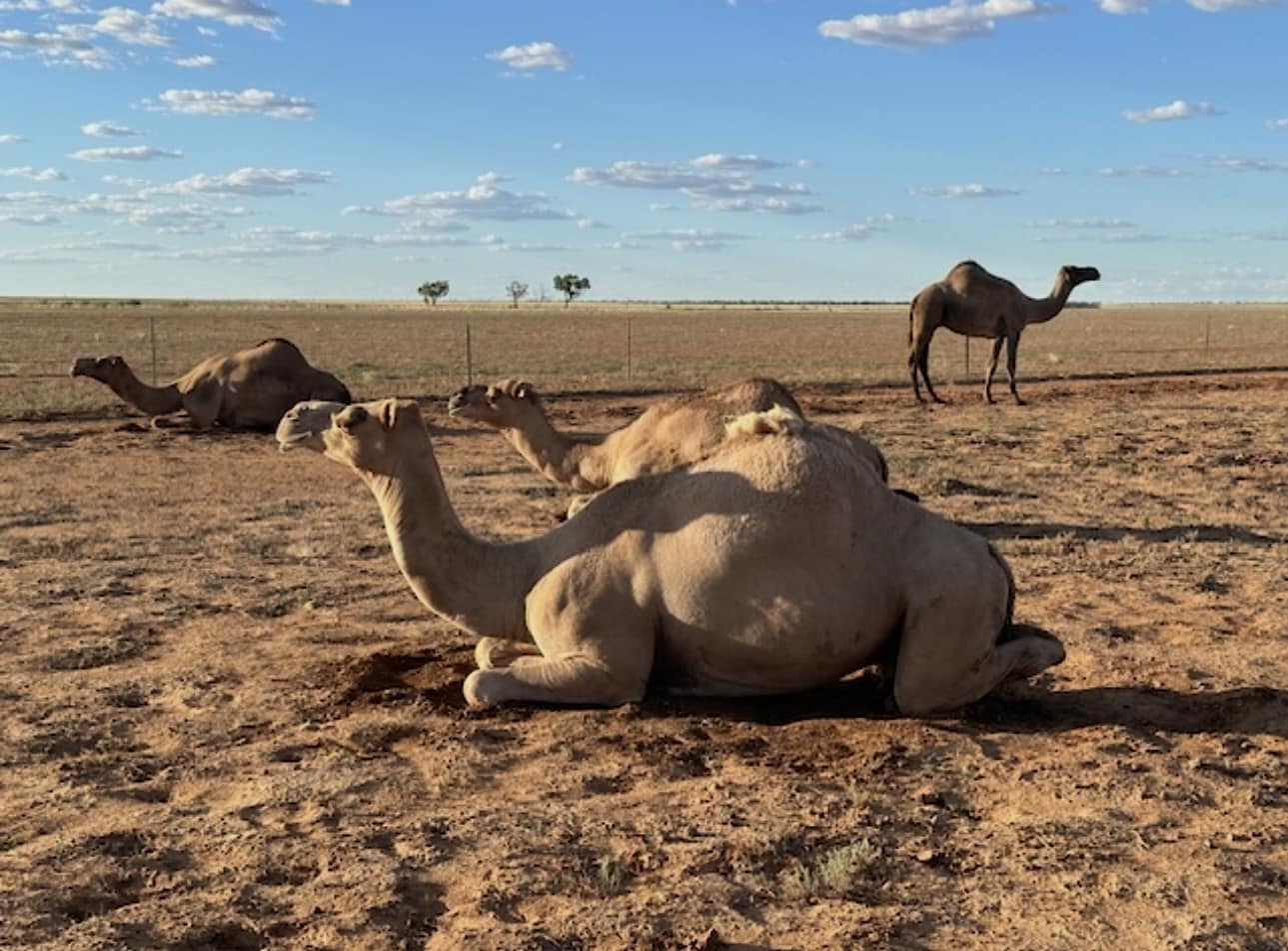 Min - Happy Hump Day 🐪🌴 Check out these ‘ships of the desert’ spotted ...