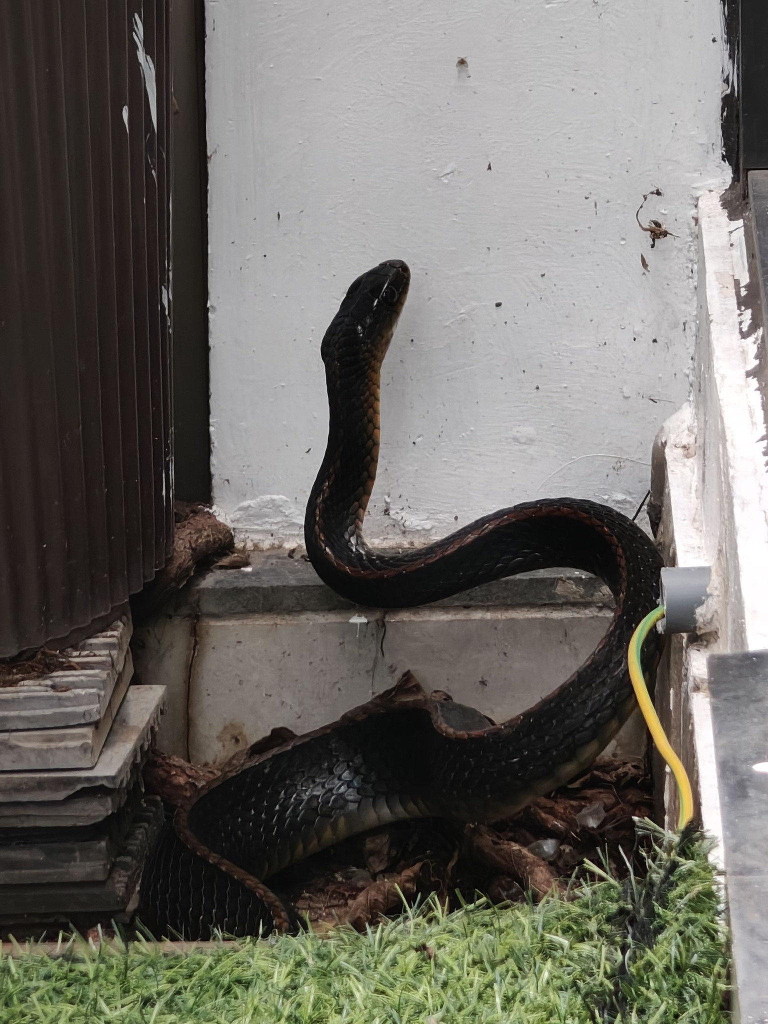Tổng hợp thông tin nhận dạng rắn tại Việt Nam (SIIVN) - Vietnam Snakes ...