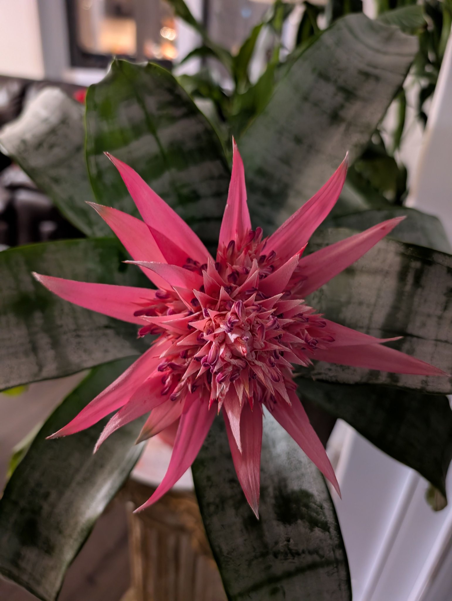 Aechmea freckles bromeliad's colorful beauty