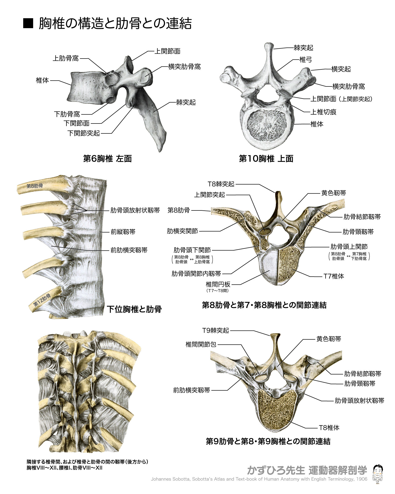 かずひろ先生の【徹底的国試対策】解剖学 - 【大唾液腺】 #顎下腺 , #舌下腺 ： #舌下小丘 （ #口腔底 ）に開口 #顔面神経 支配 ...