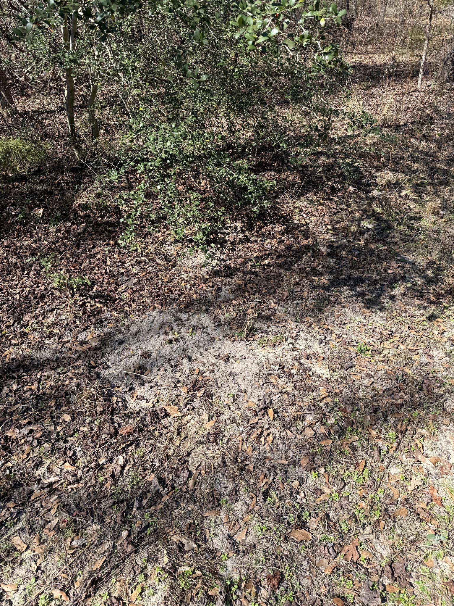 Dr. Deer - Fresh scrape in east Texas! There’s that brief... | Facebook