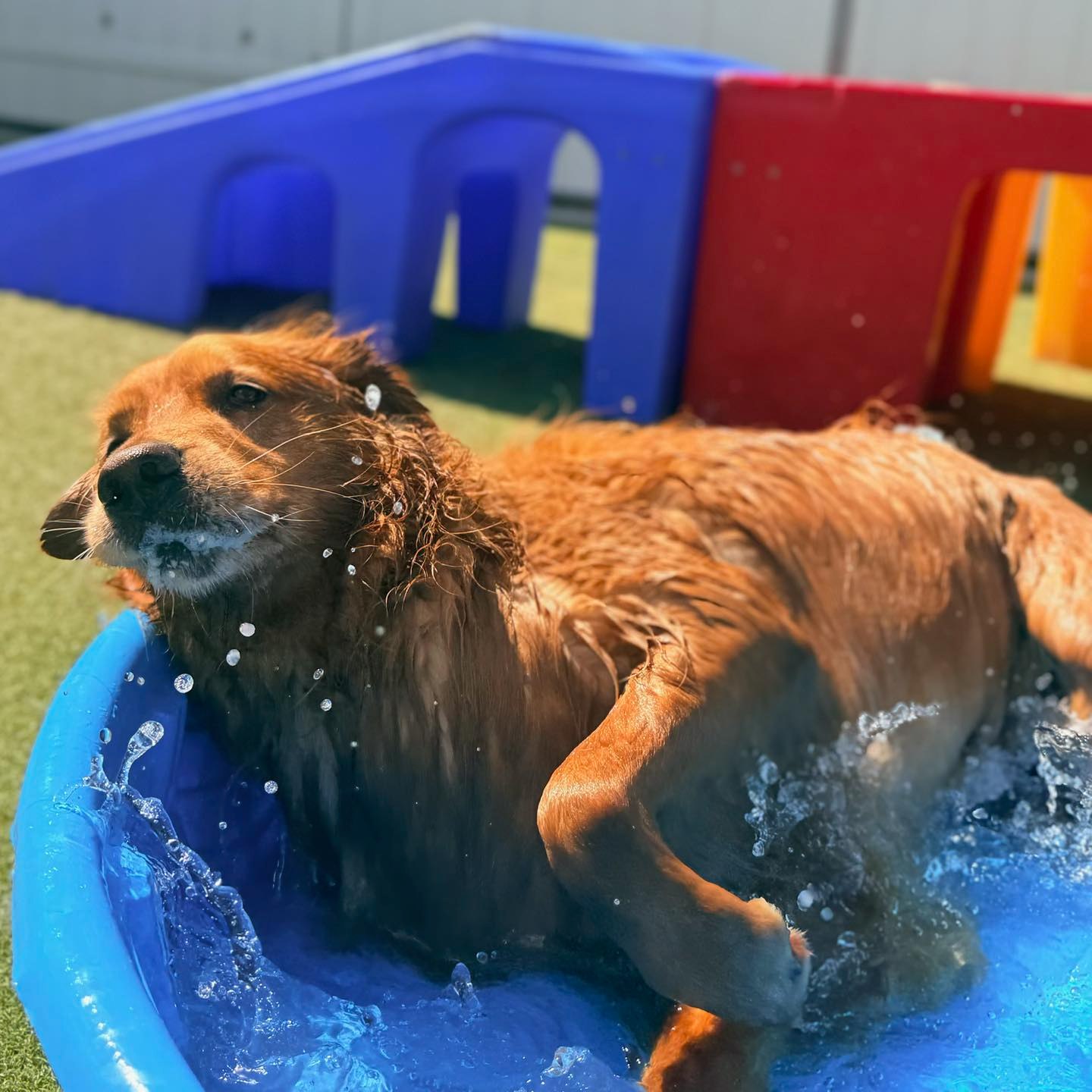 捨七　summer holiday PET Dog days of summer🐶☀️ #dogpoolparty #petsarefamily