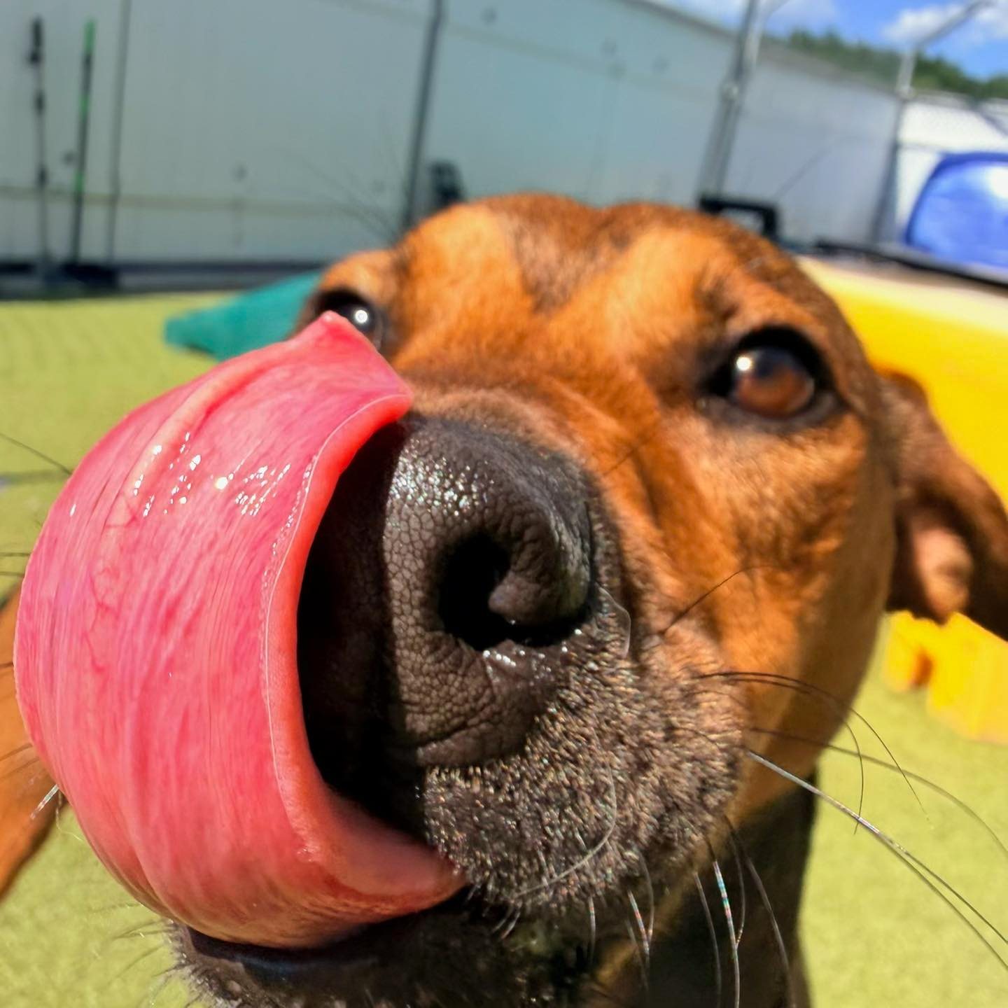 Dog days of summer🐶☀️ #dogpoolparty #petsarefamily