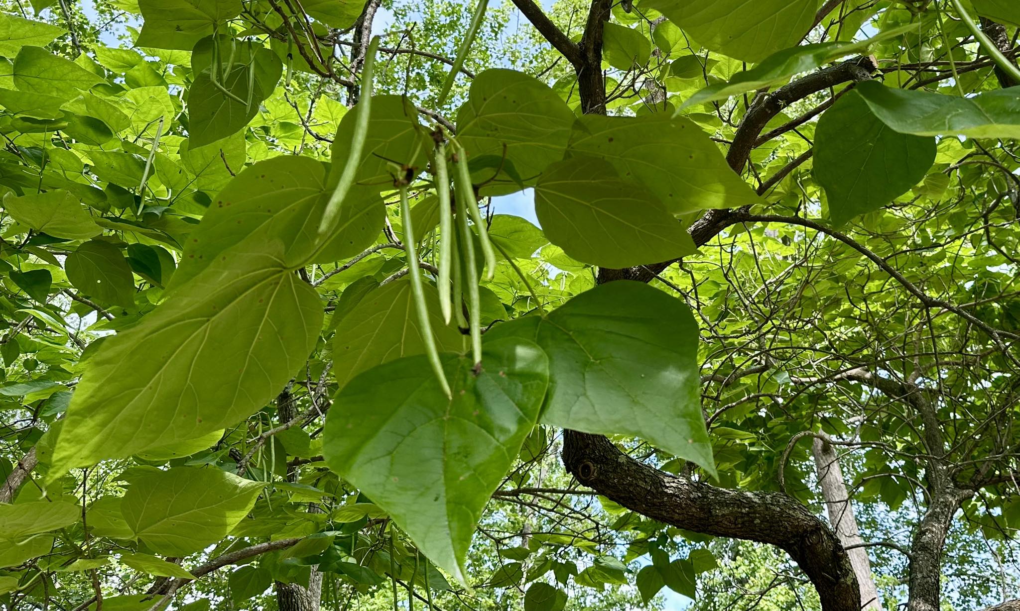 how to smoke catalpa tree pods Have you ever wondered why Southern is also called Cigar Tree? Well, now's a good time look at the fruits and find out why! Southern Catalpas (Catalpa bignonioides) is native state-restricted Select Flavor ::Orange Dragon Kings of Vapor and