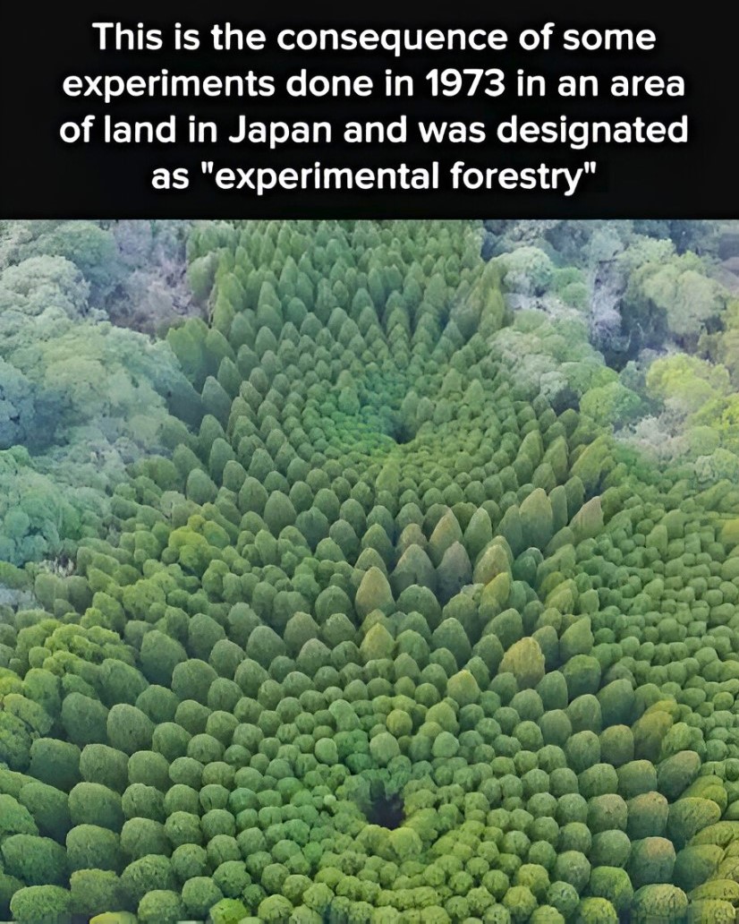 In 1973, researchers in Nichinan, Japan launched an innovative