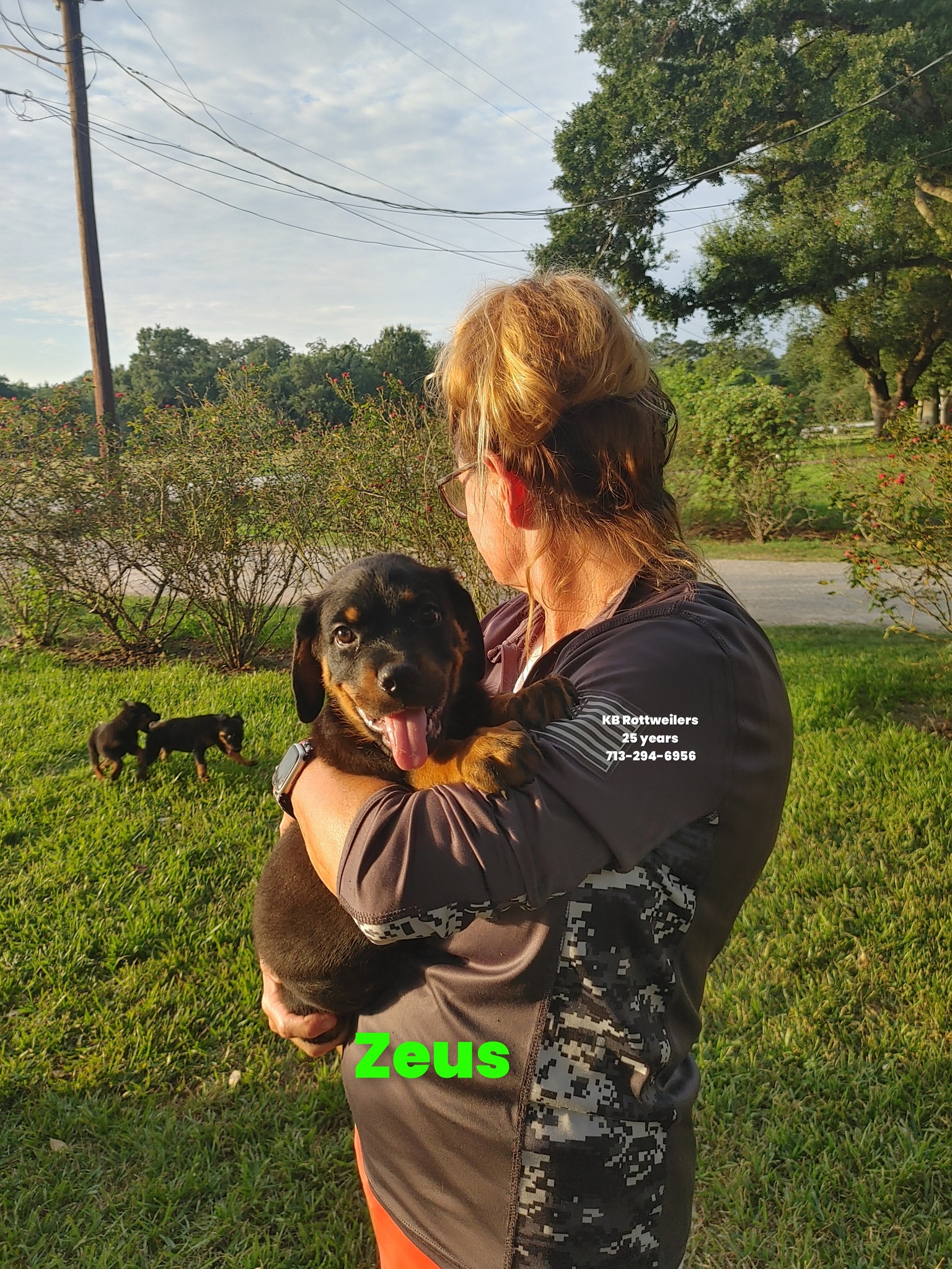 KB Rottweiler