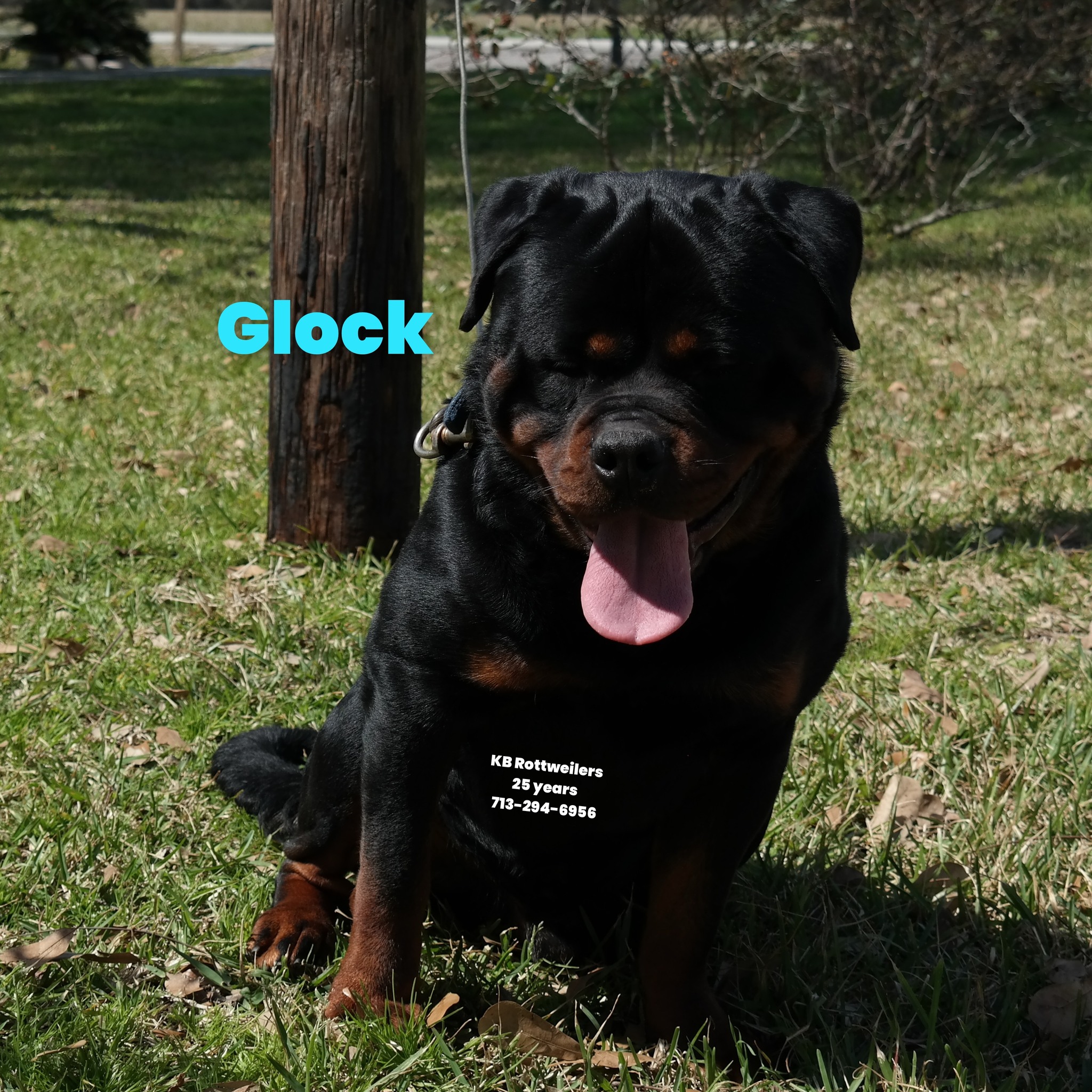 KB Rottweiler