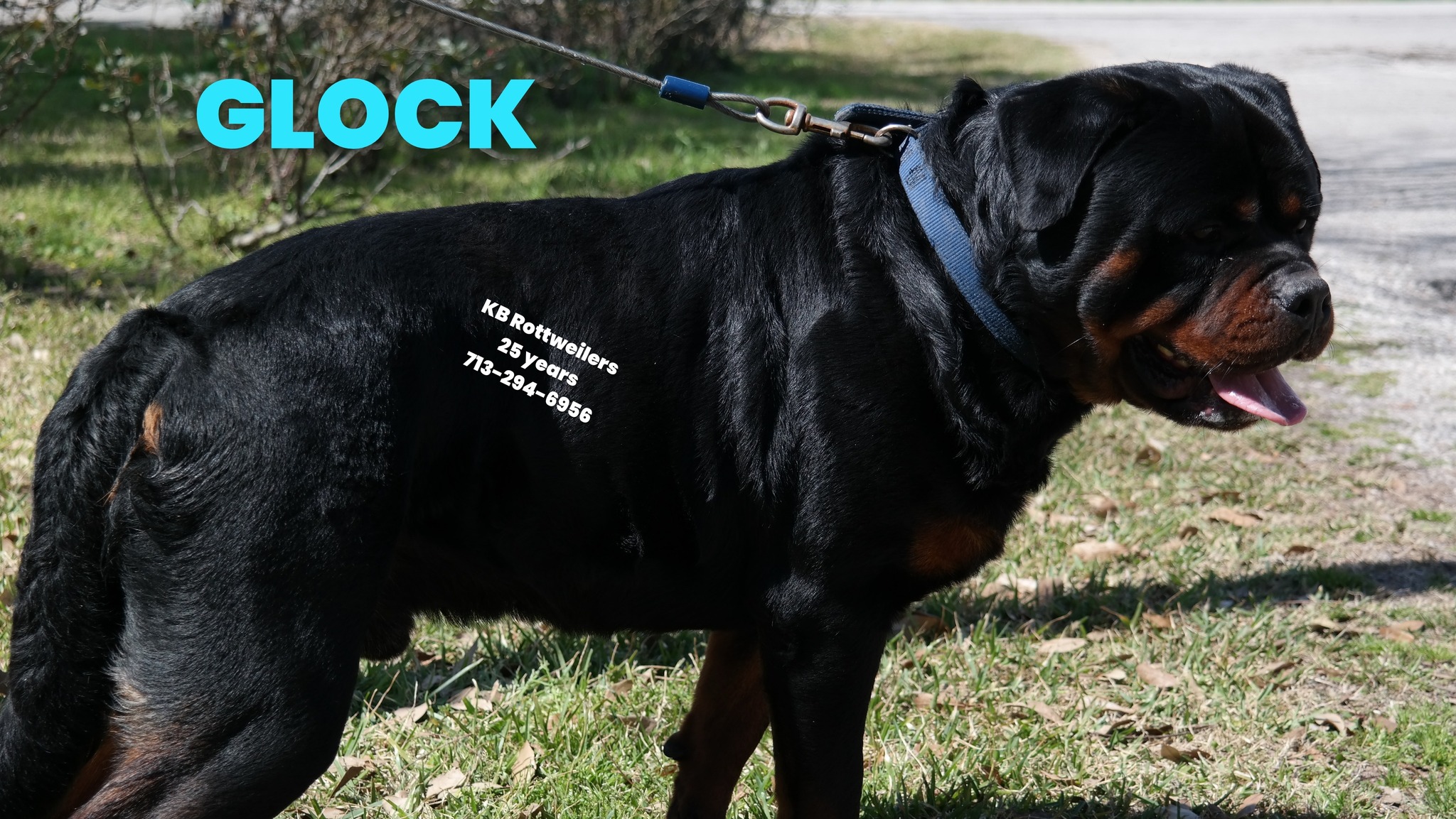 KB Rottweiler