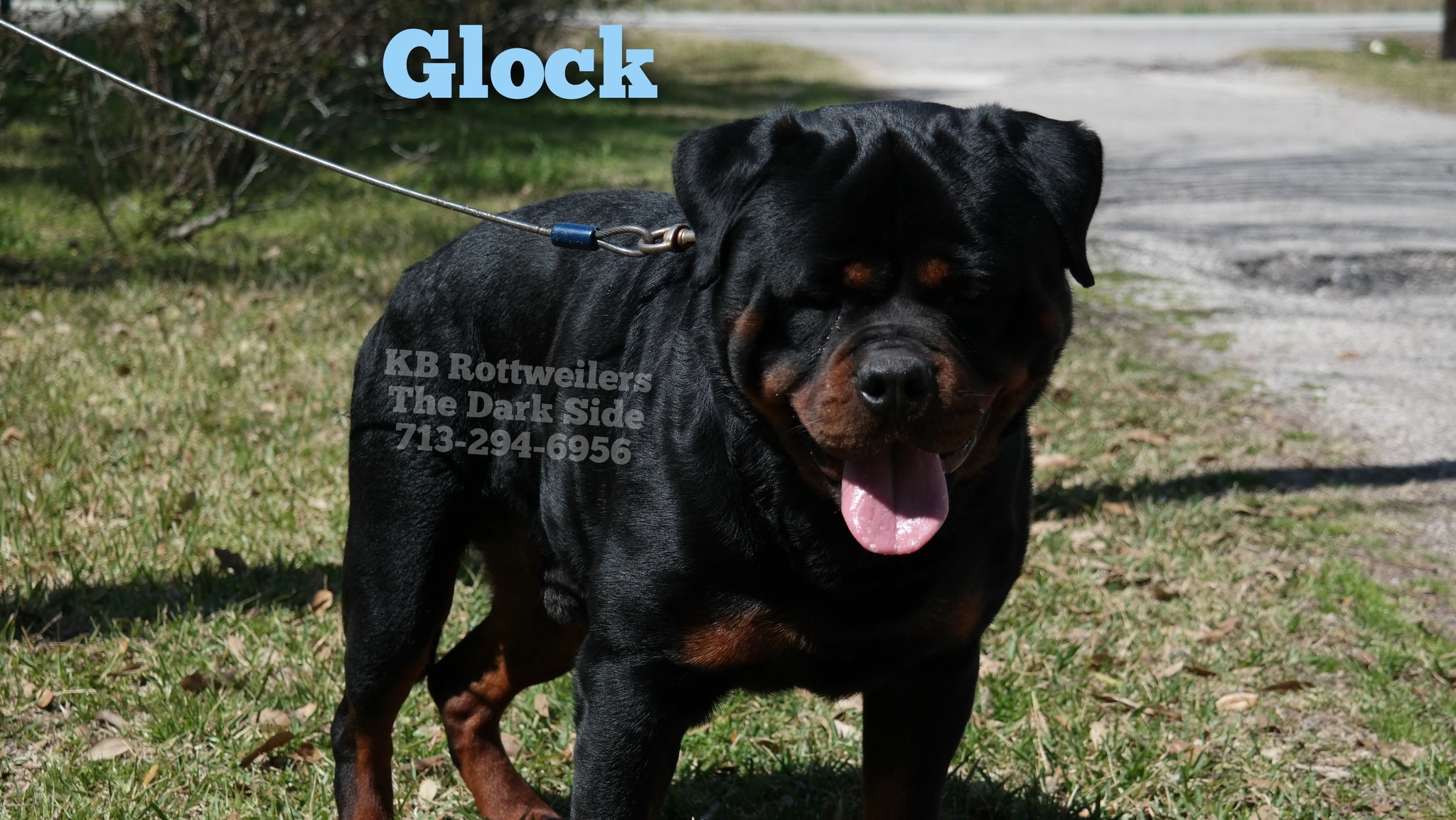 KB Rottweiler