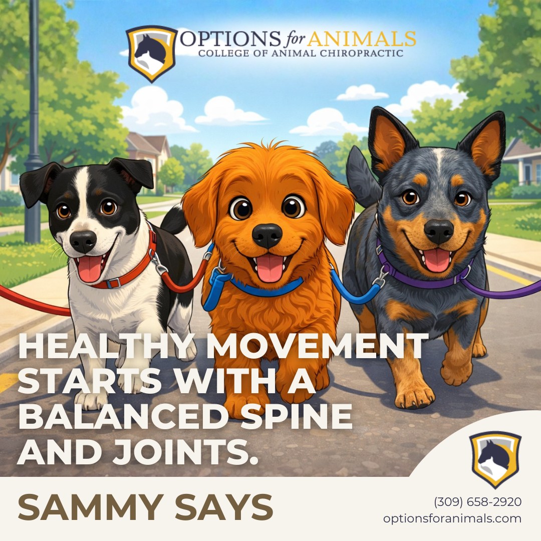 Balanc... - Options for Animals College of Animal Chiropractic | Facebook