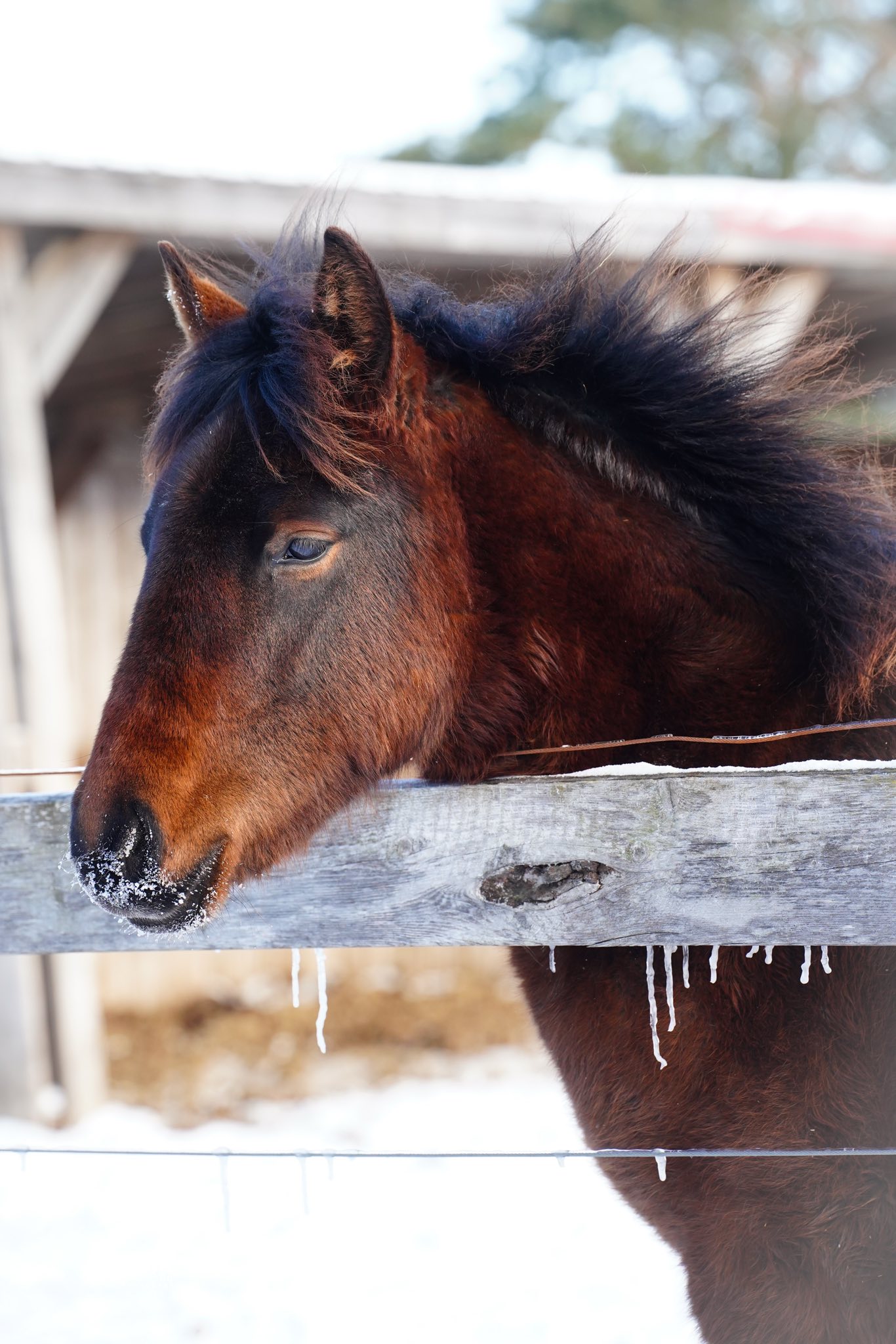 First Farms Canadian Horses / Les Premières Fermes Chevaux Canadiens ...