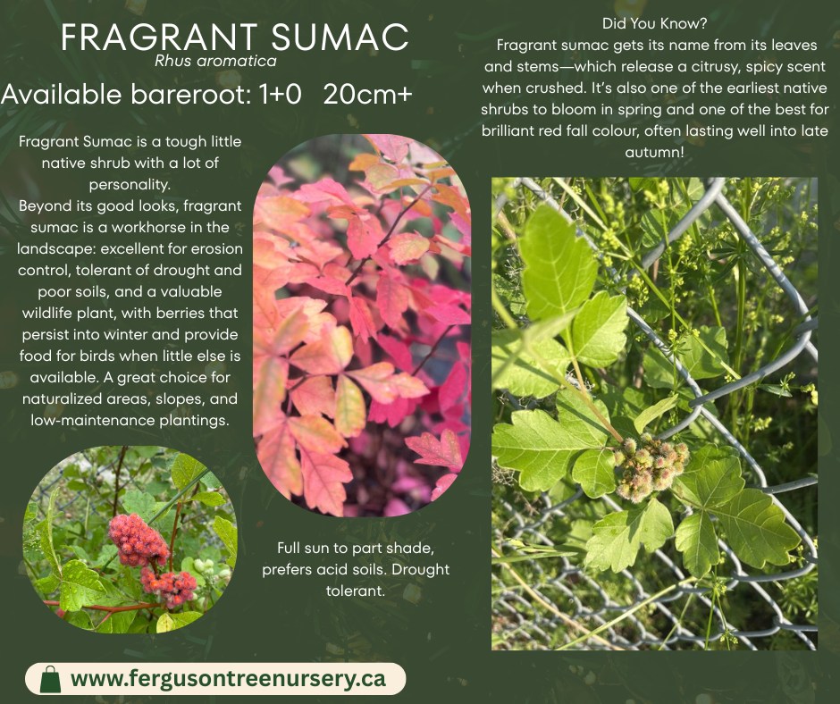 🌿 Species Spotlight: Smooth... - Ferguson Tree Nursery | Facebook