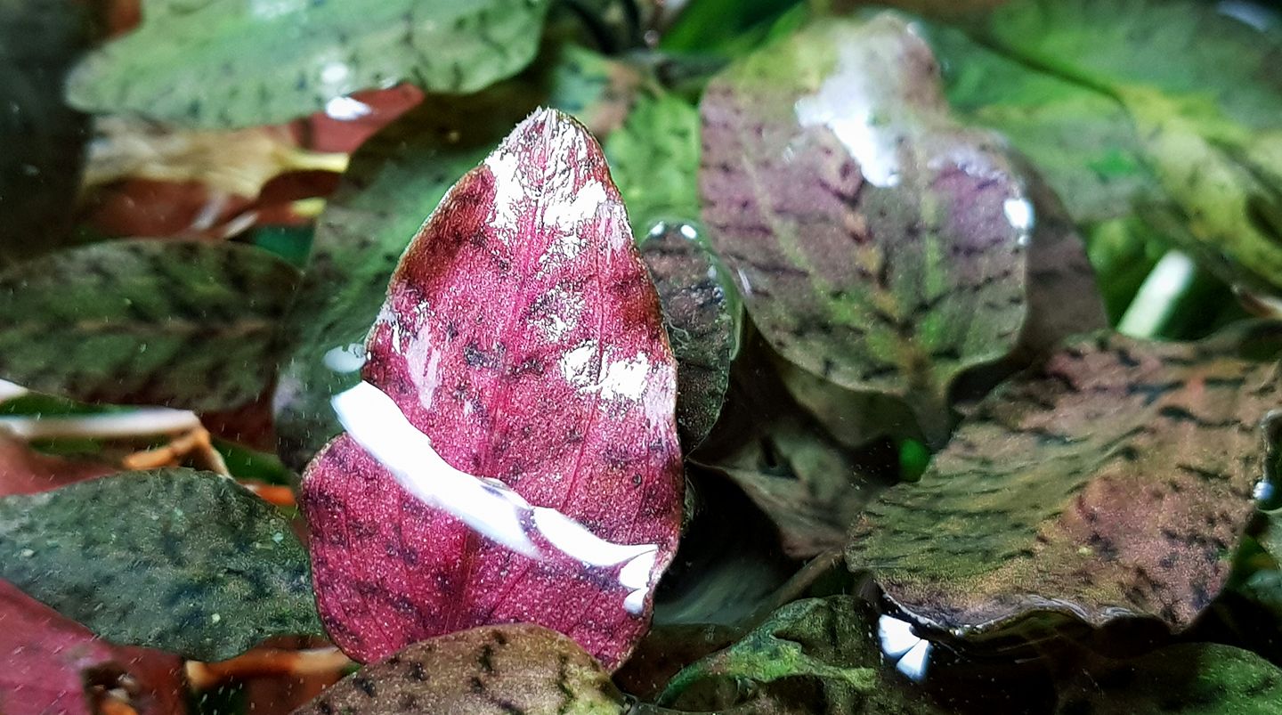 Cryptocoryne Purple Emperor KN By Nakamoto We just can't take